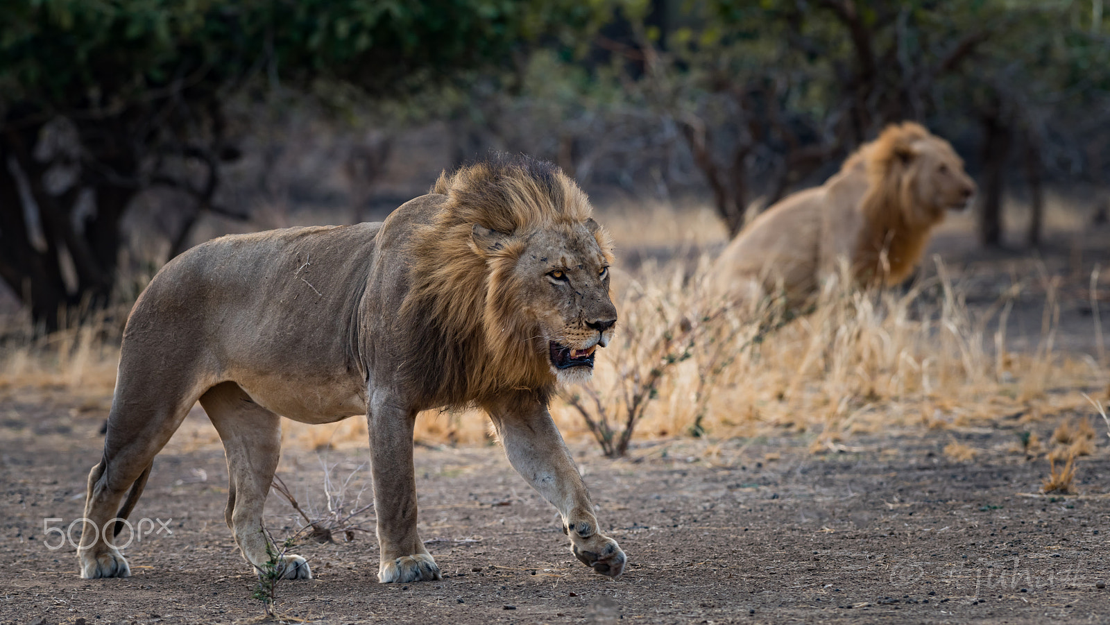 Nikon D810 sample photo. Luangwa lions zambia photography