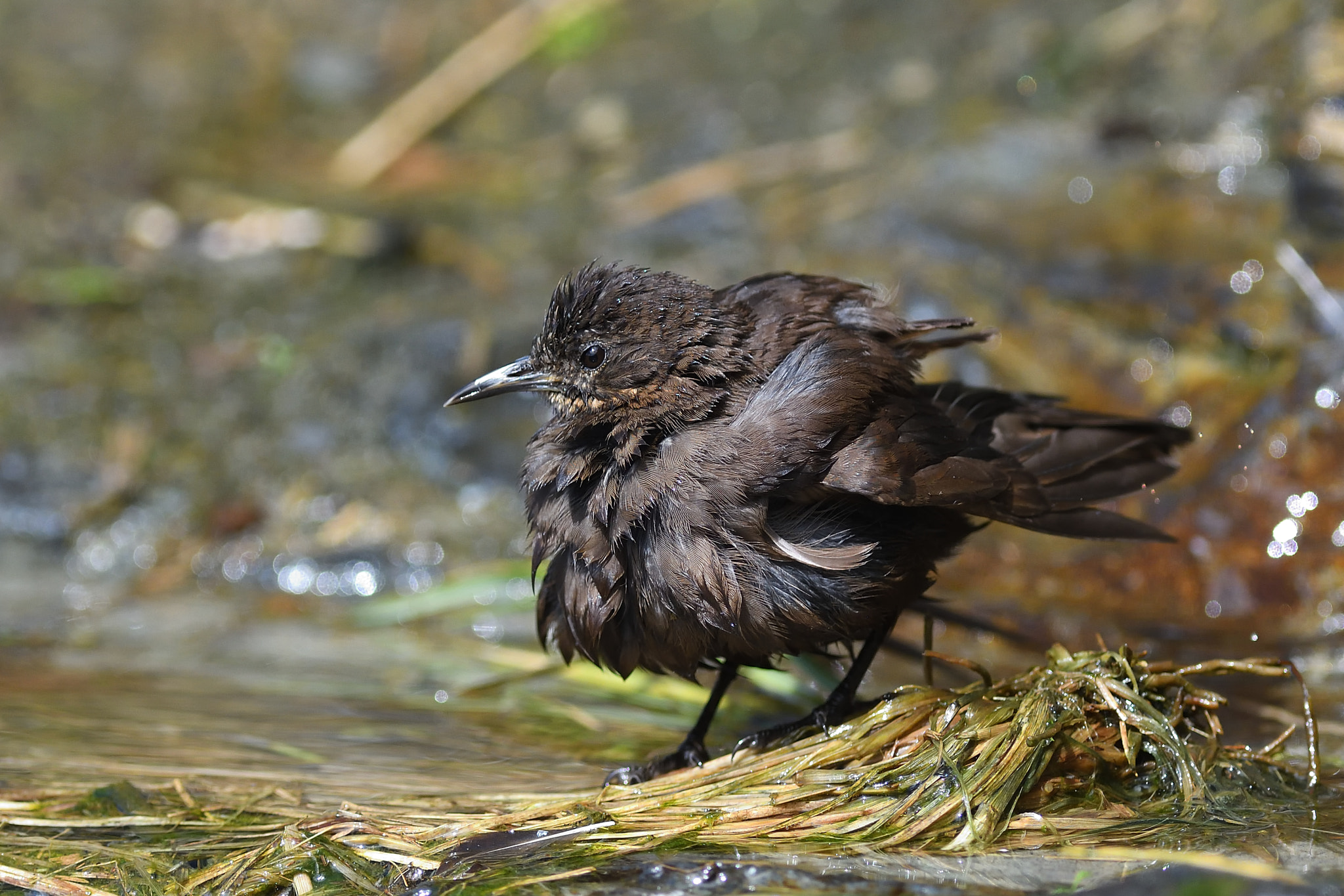 Nikon D500 + Nikon AF-S Nikkor 300mm F2.8G ED VR II sample photo. Bath time photography