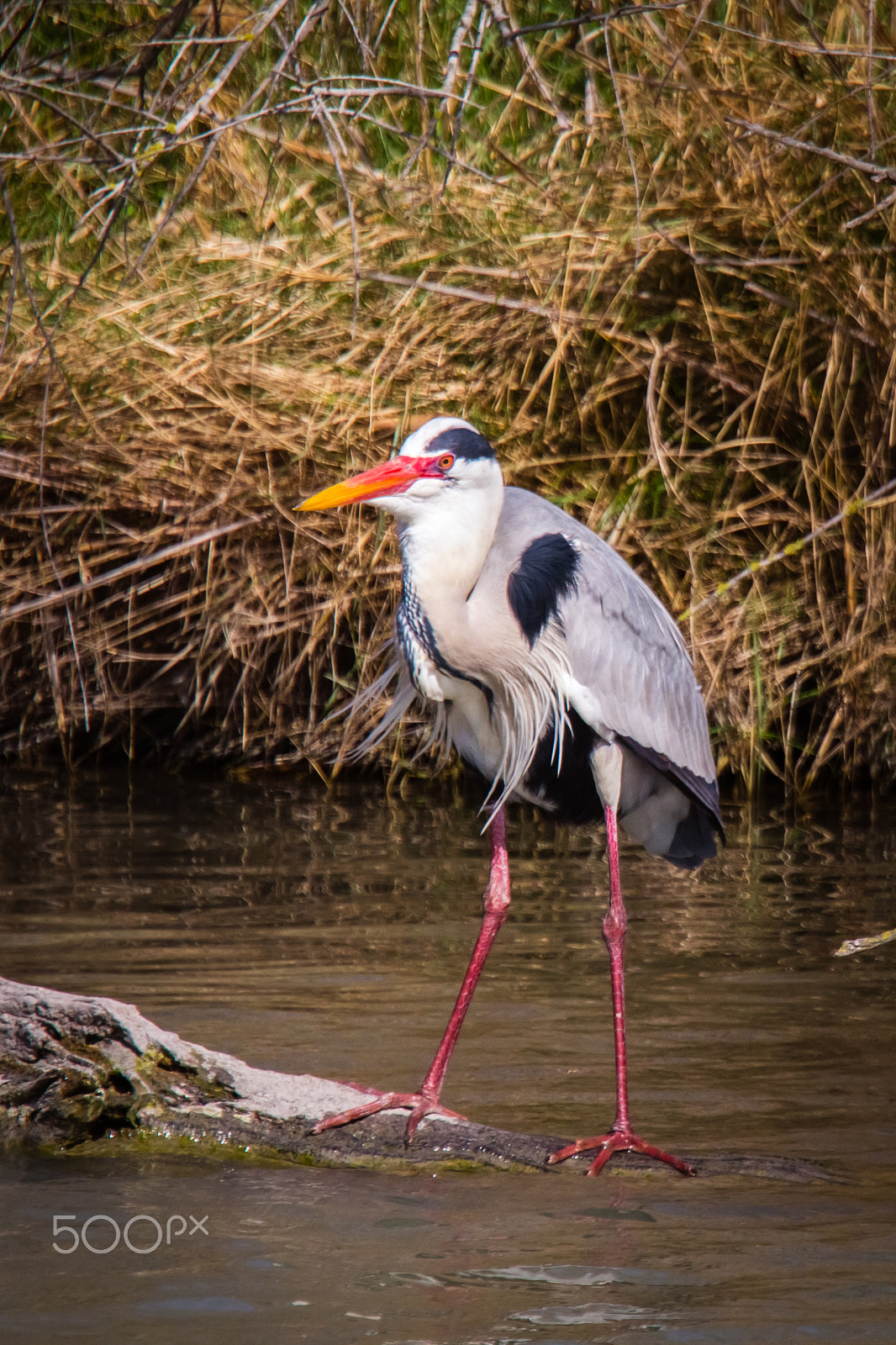 Canon EOS 60D sample photo. Heron in camargue photography