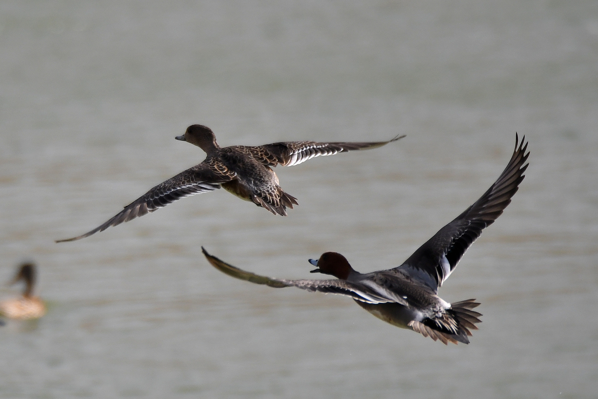 Nikon D500 sample photo. Wigeon (anas penelope) photography
