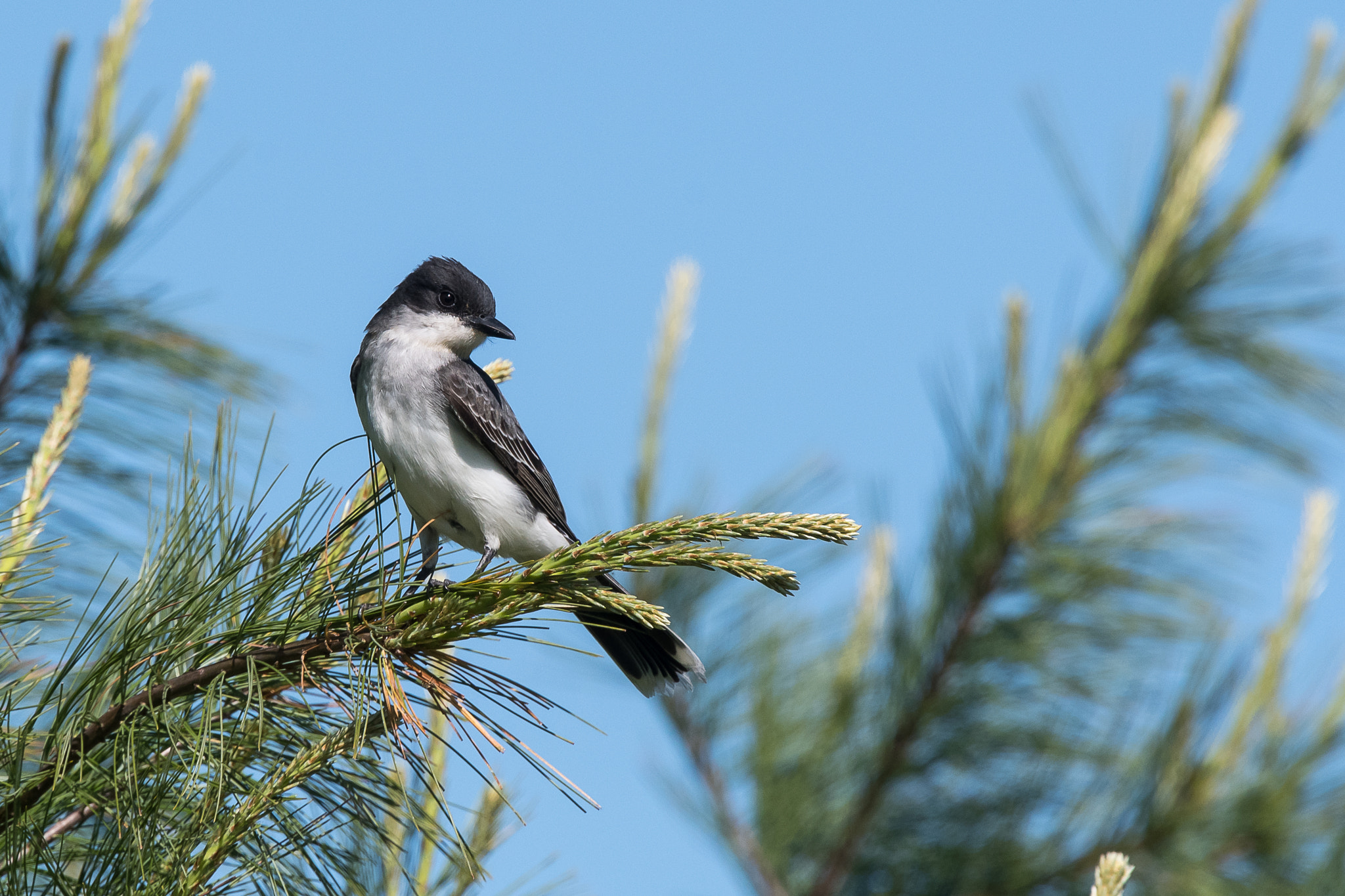 Nikon Nikkor AF-S 300mm F4E PF ED VR sample photo. The last day of winter photography