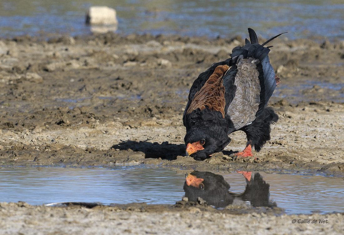 Nikon AF-S Nikkor 600mm F4G ED VR sample photo. Drinking bat' photography