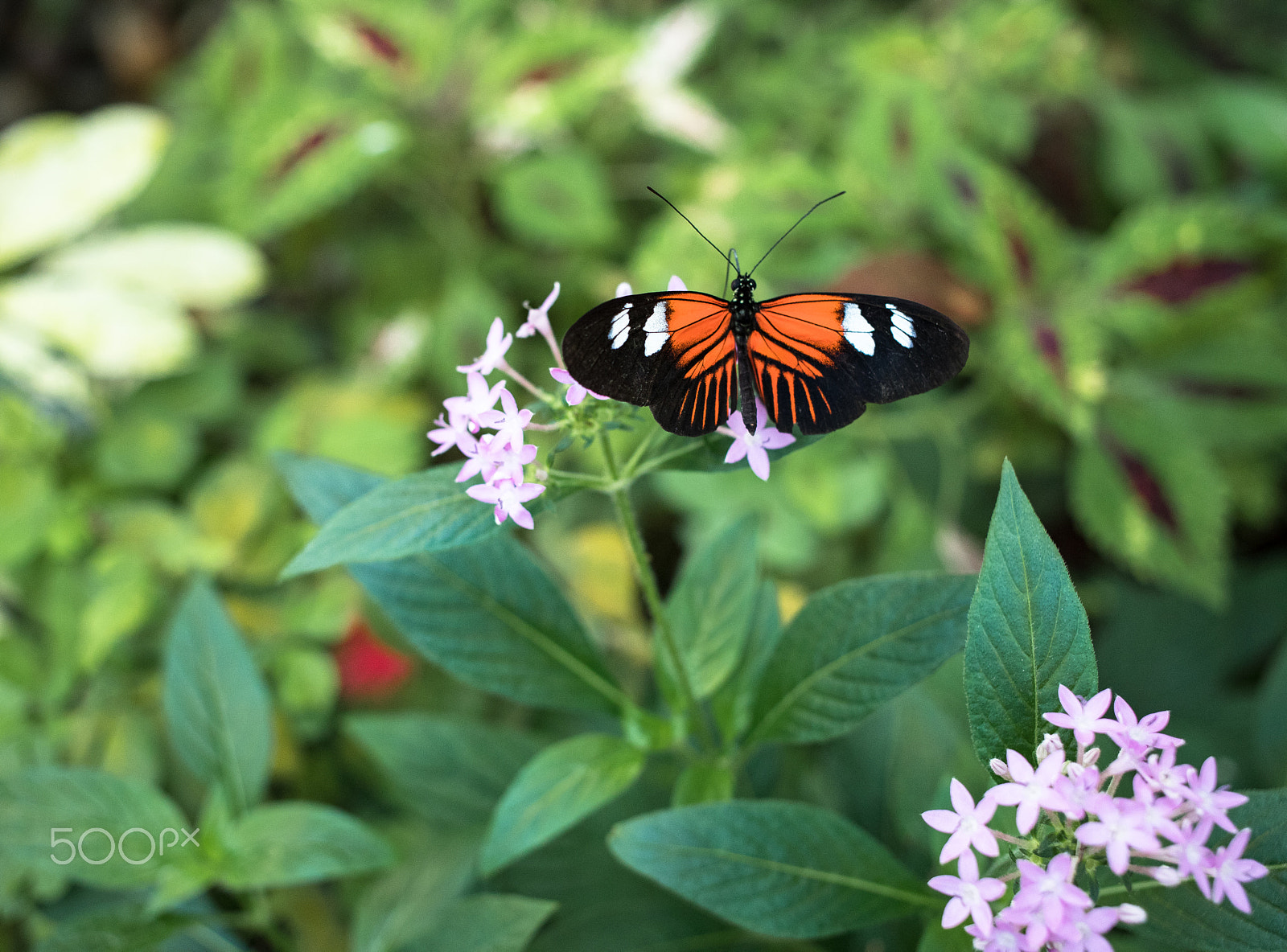 Canon EF 40mm F2.8 STM sample photo. Butter fly photography