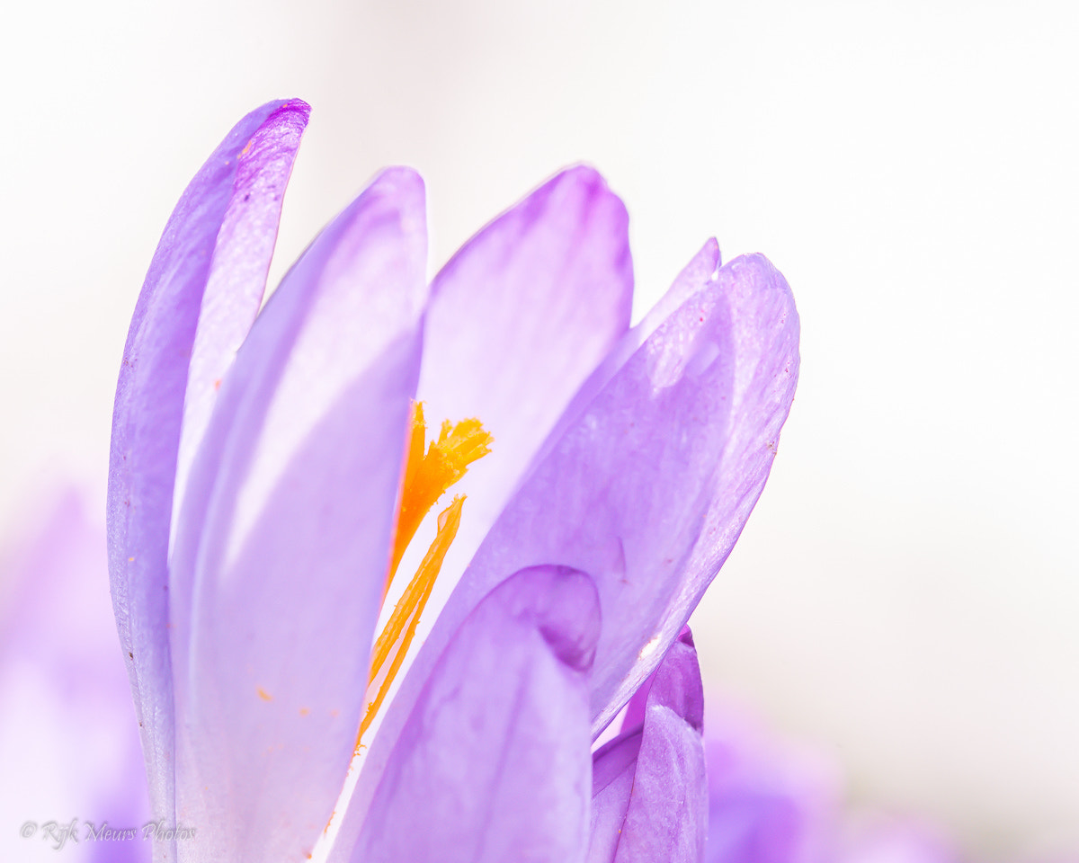 Sigma 105mm F2.8 EX DG OS HSM sample photo. Spring time photography