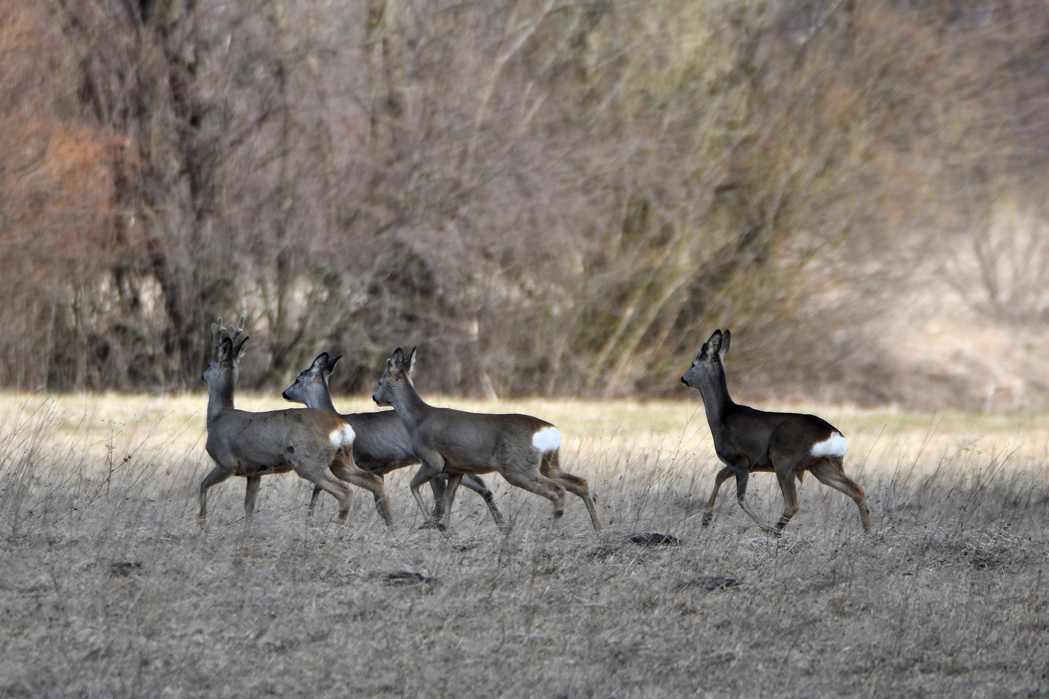Nikon D500 sample photo. Roe deer (capreolus) photography