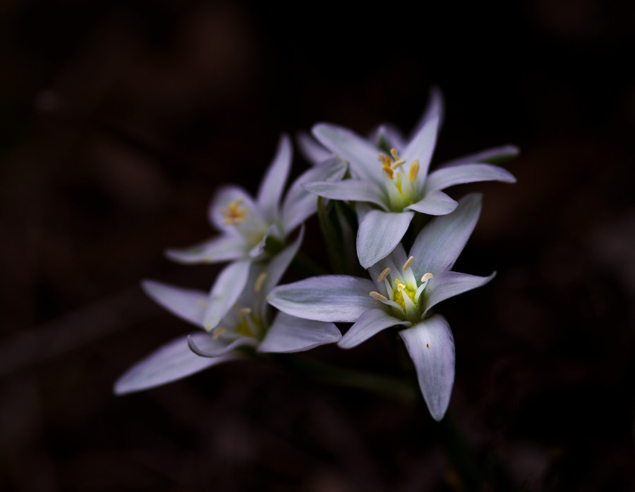 Pentax K20D sample photo. Flowers photography