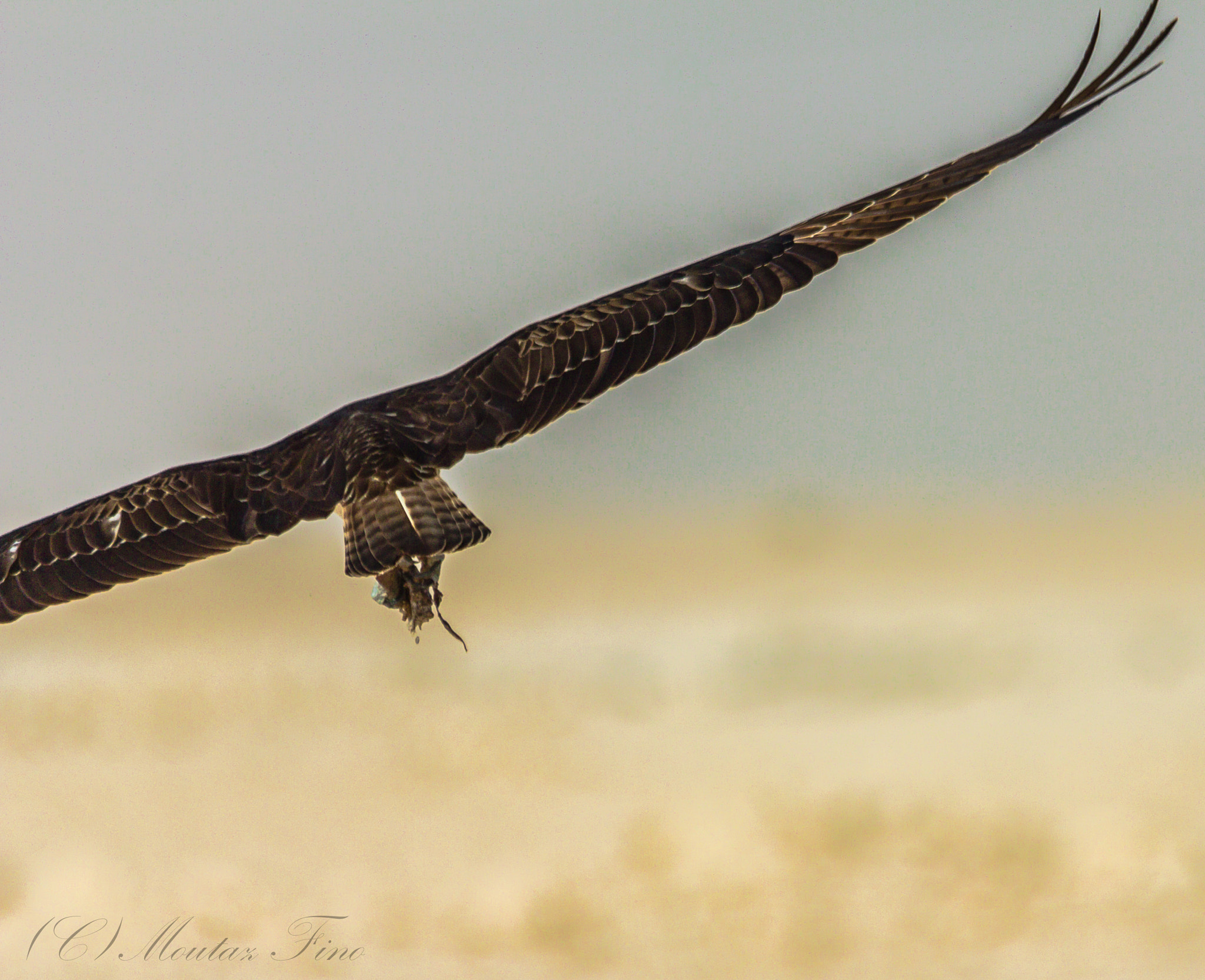 Sigma 150-500mm F5-6.3 DG OS HSM sample photo. Osprey photography