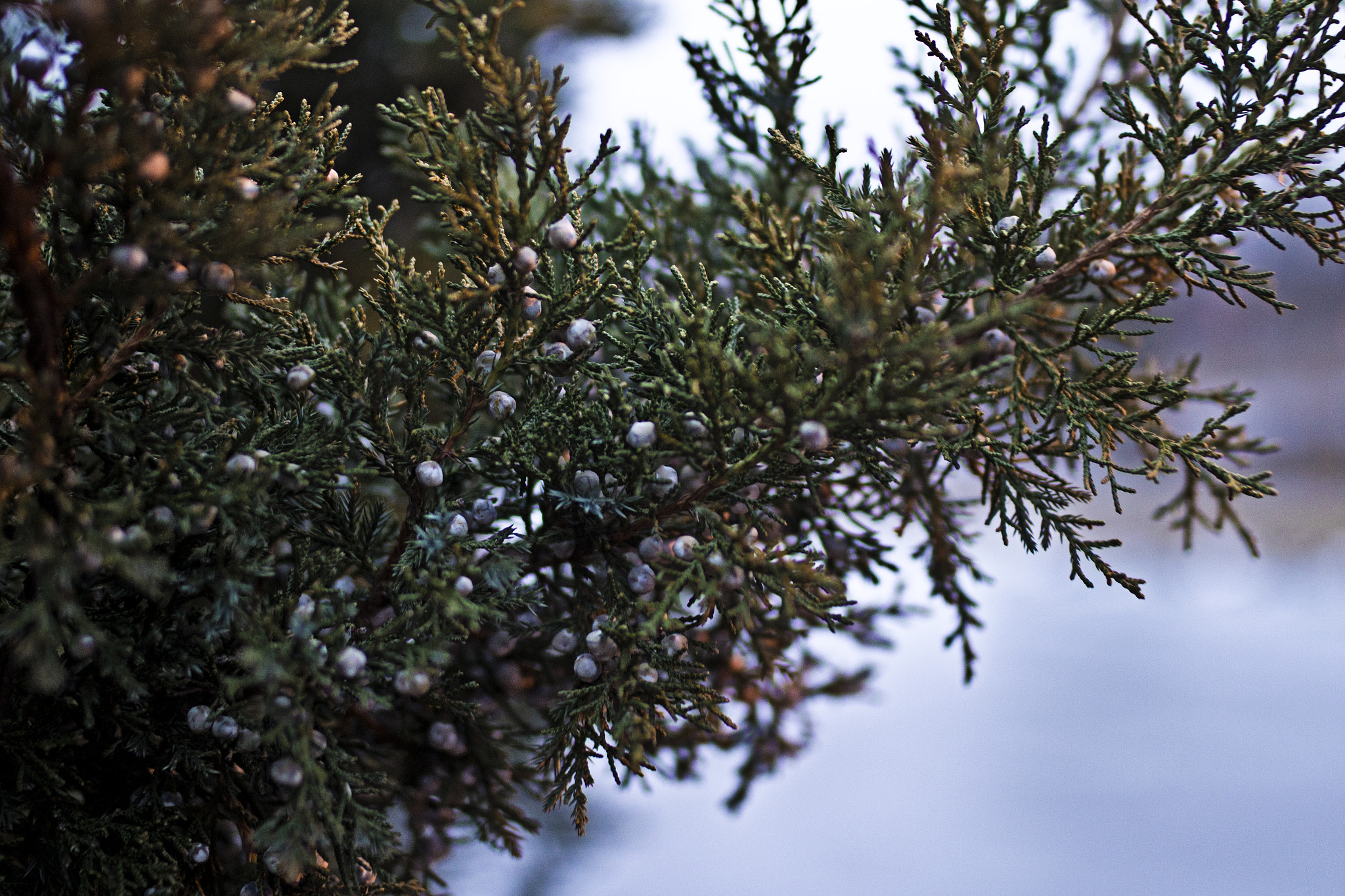 Sigma 35mm F1.4 DG HSM Art sample photo. Tiny berries photography