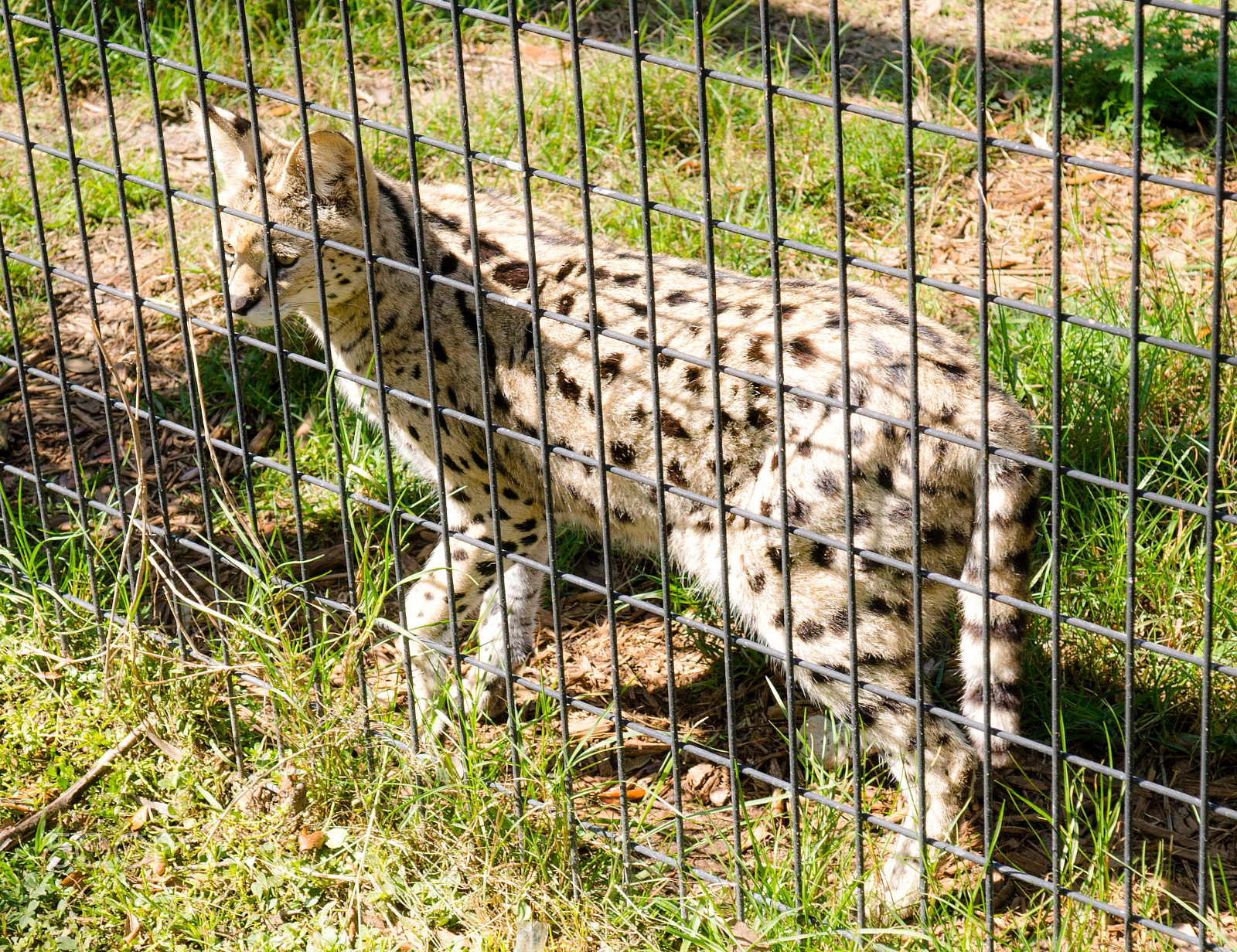 Sony DT 16-105mm F3.5-5.6 sample photo. Dsc photography