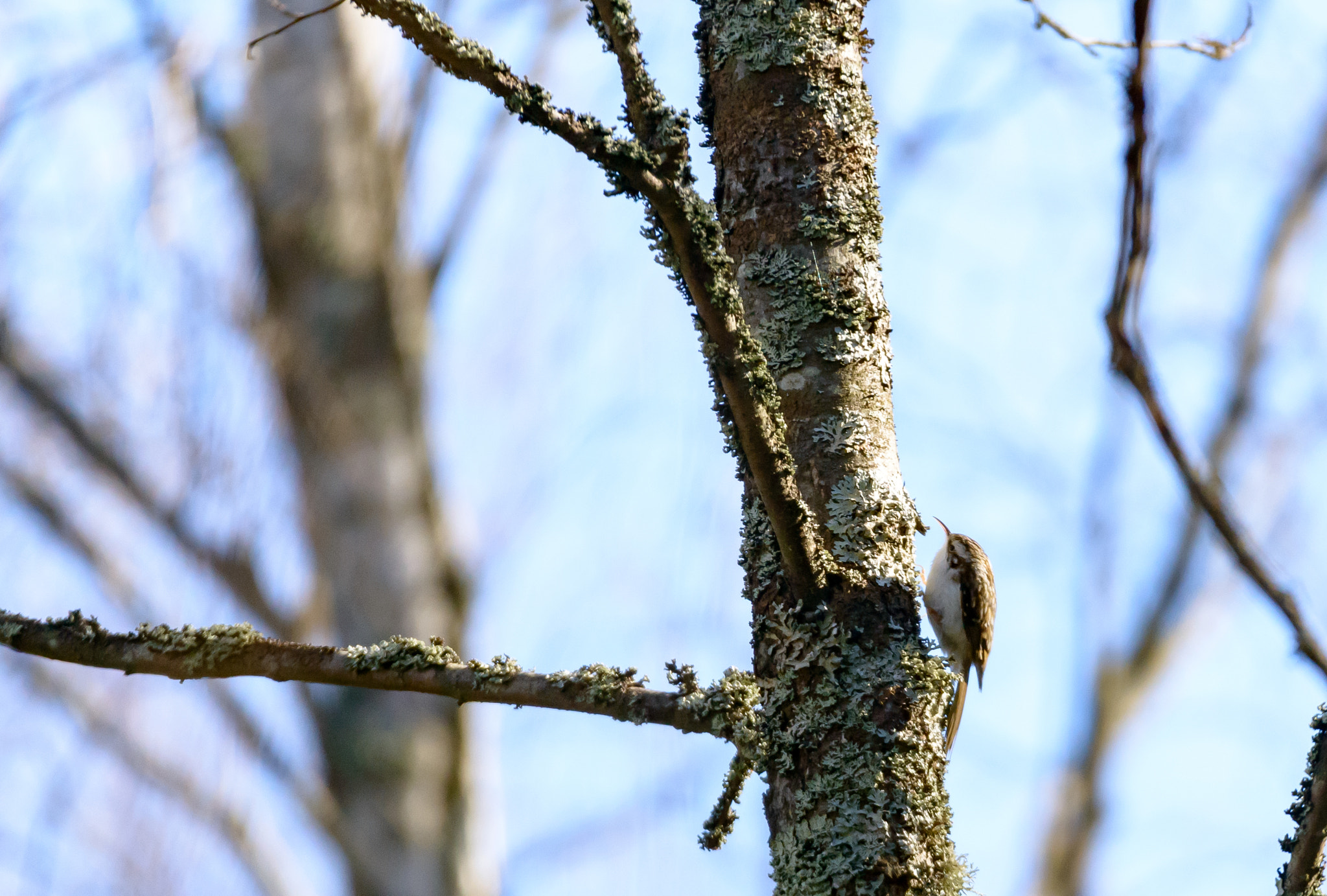 Nikon D800 + Sigma 150-600mm F5-6.3 DG OS HSM | S sample photo. Trädkrypare tree creeper photography