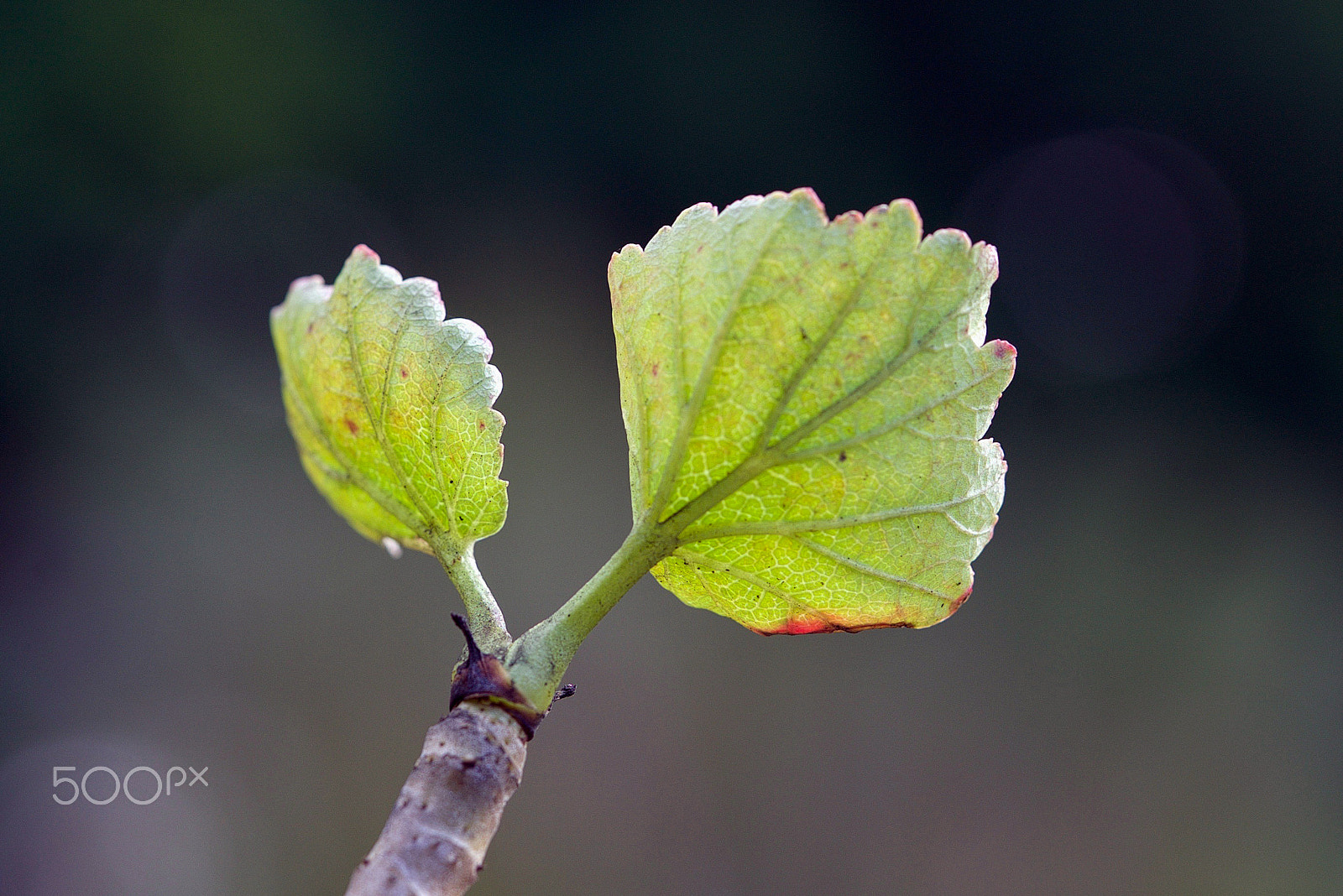 Sony a7S II + Sony FE 90mm F2.8 Macro G OSS sample photo. I want to take you somewhere photography