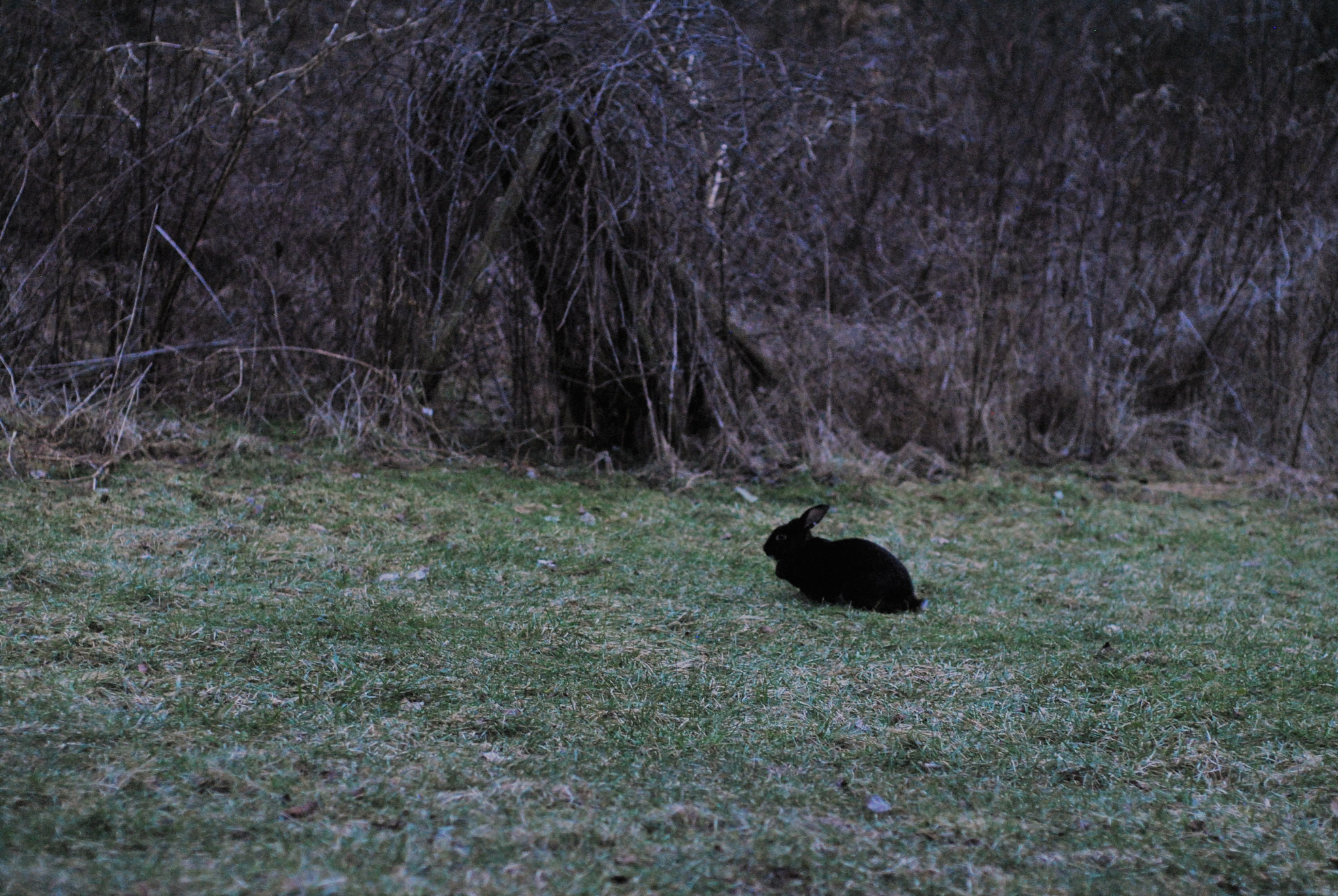 Nikon D3000 + Nikon AF Nikkor 50mm F1.8D sample photo. The now wild meat rabbit. photography