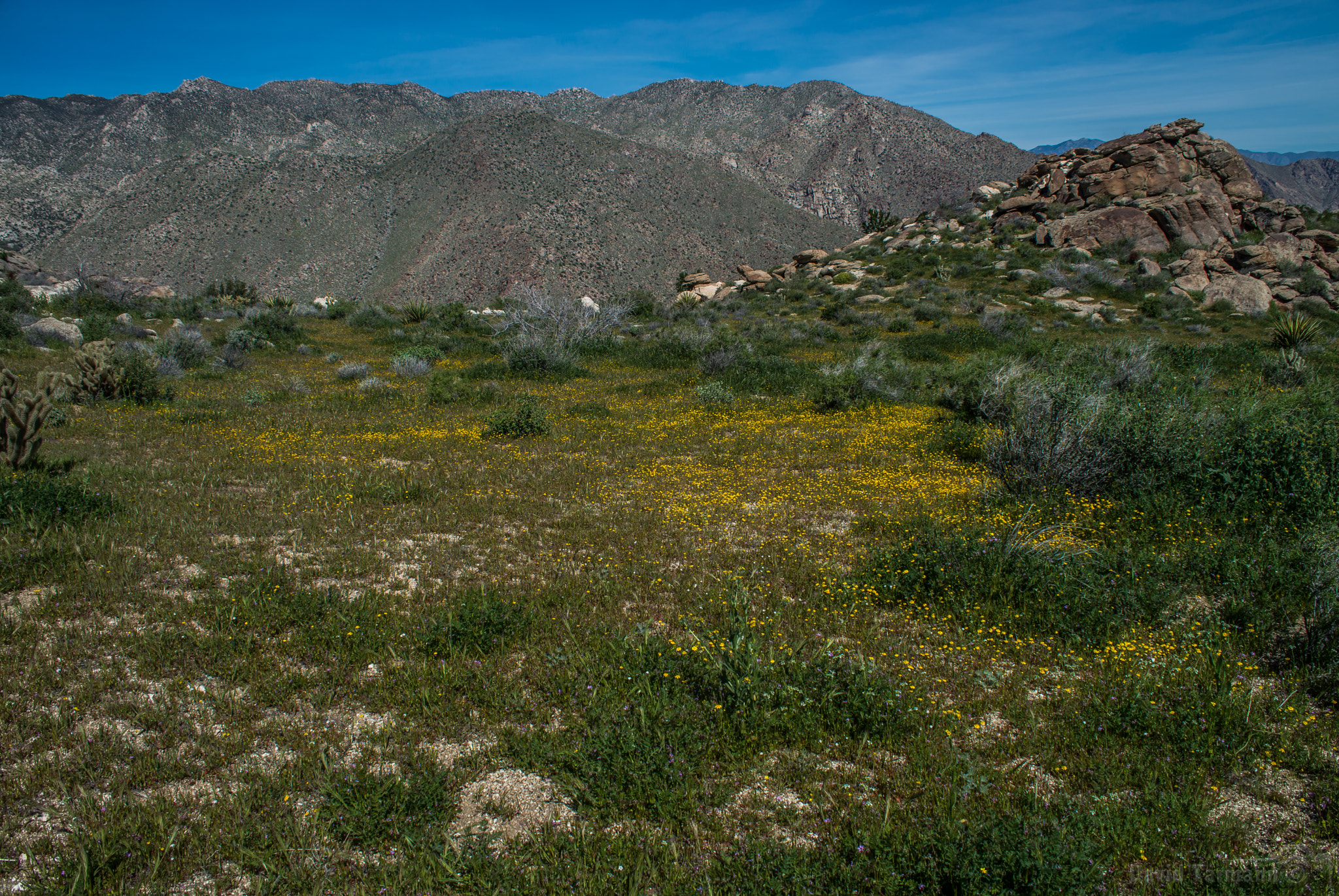 Nikon D800 sample photo. Anza-borrego photography