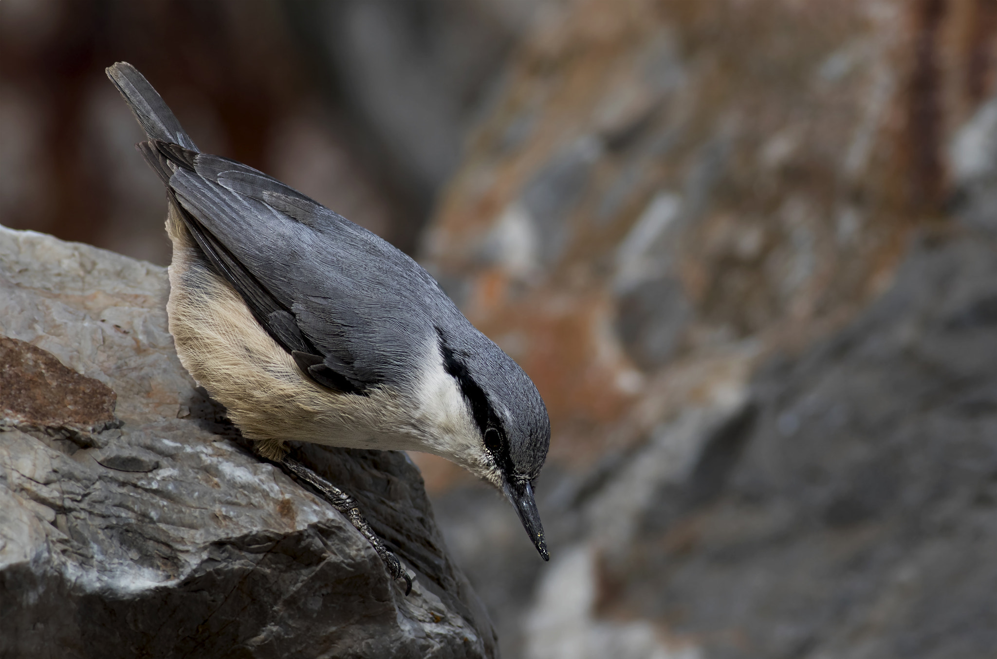 Canon EF 400mm F5.6L USM sample photo. Kaya sivacisi photography