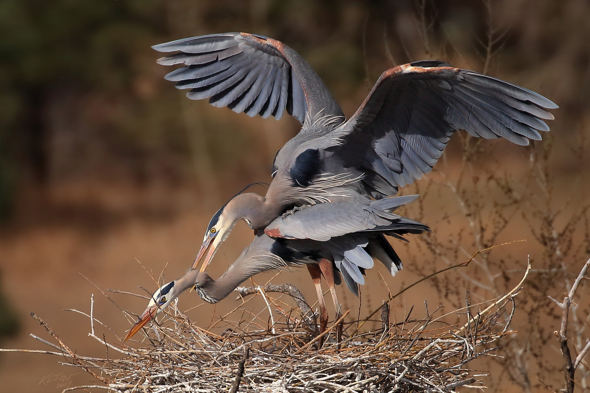Canon EOS 100D (EOS Rebel SL1 / EOS Kiss X7) sample photo. Mating great blue herons photography