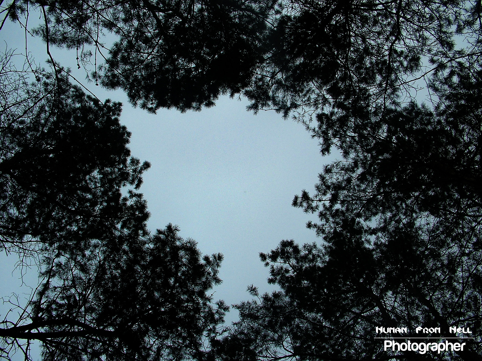 Fujifilm FinePix S7000 sample photo. Lonely pines photography