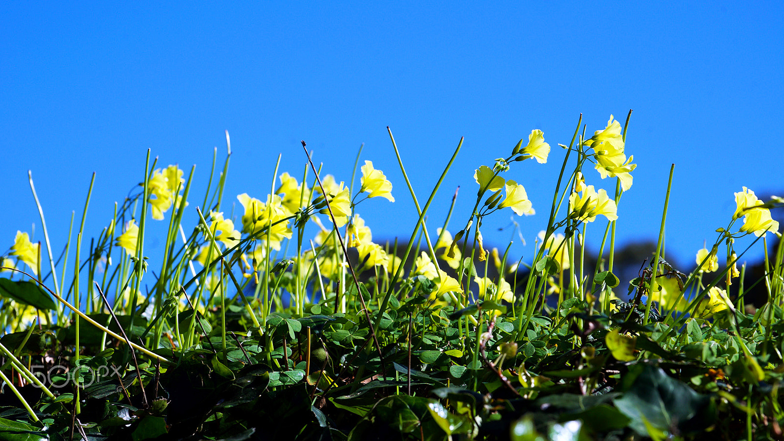 Sony a7S II + Sony FE 70-200mm F4 G OSS sample photo. The feeling is real photography