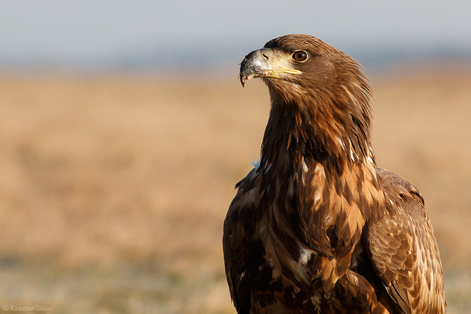 Canon EOS 70D + Canon EF 300mm F4L IS USM sample photo. Eagle photography