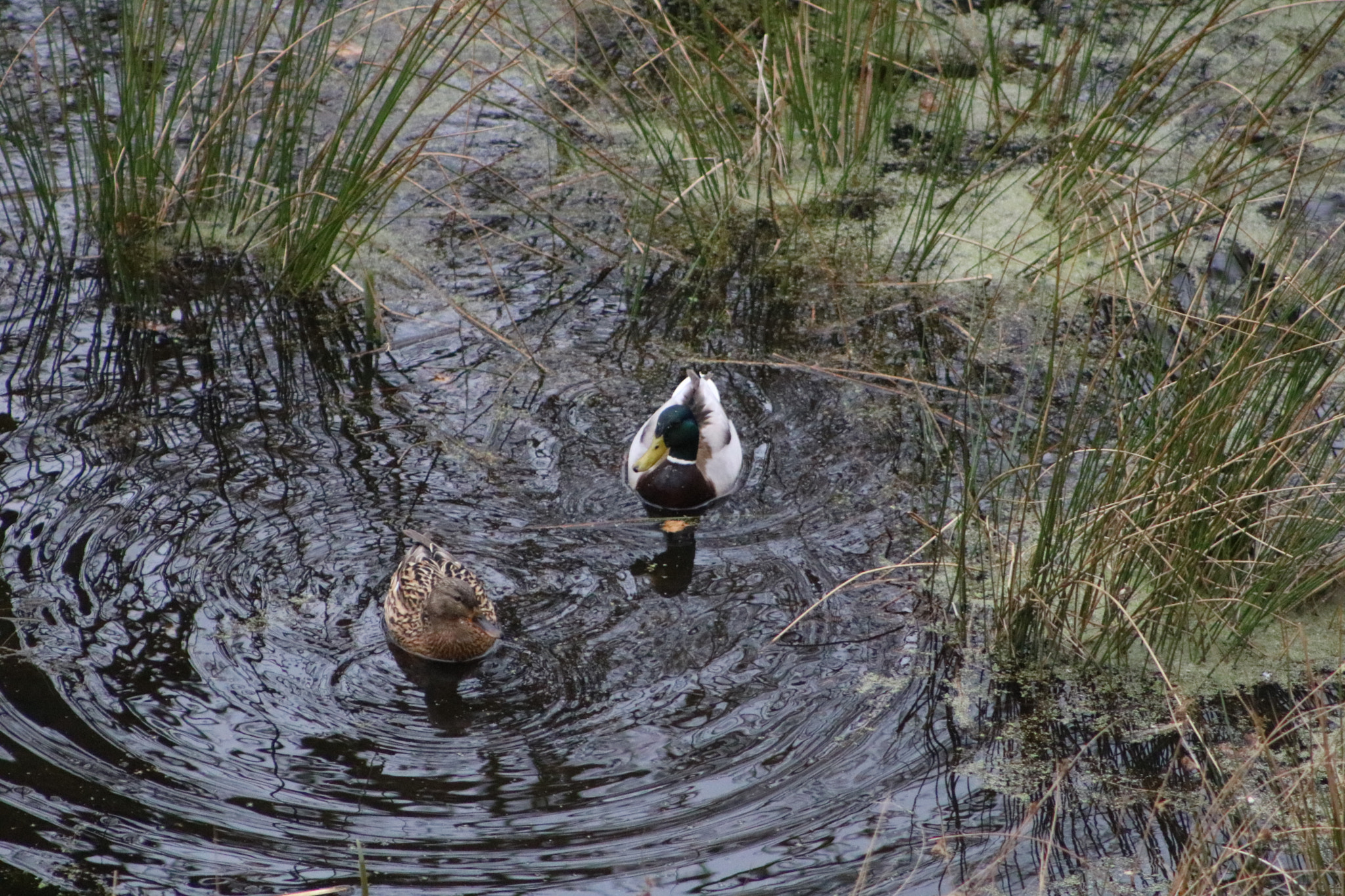 Canon EOS 760D (EOS Rebel T6s / EOS 8000D) + EF75-300mm f/4-5.6 sample photo. Ripples and ducks photography