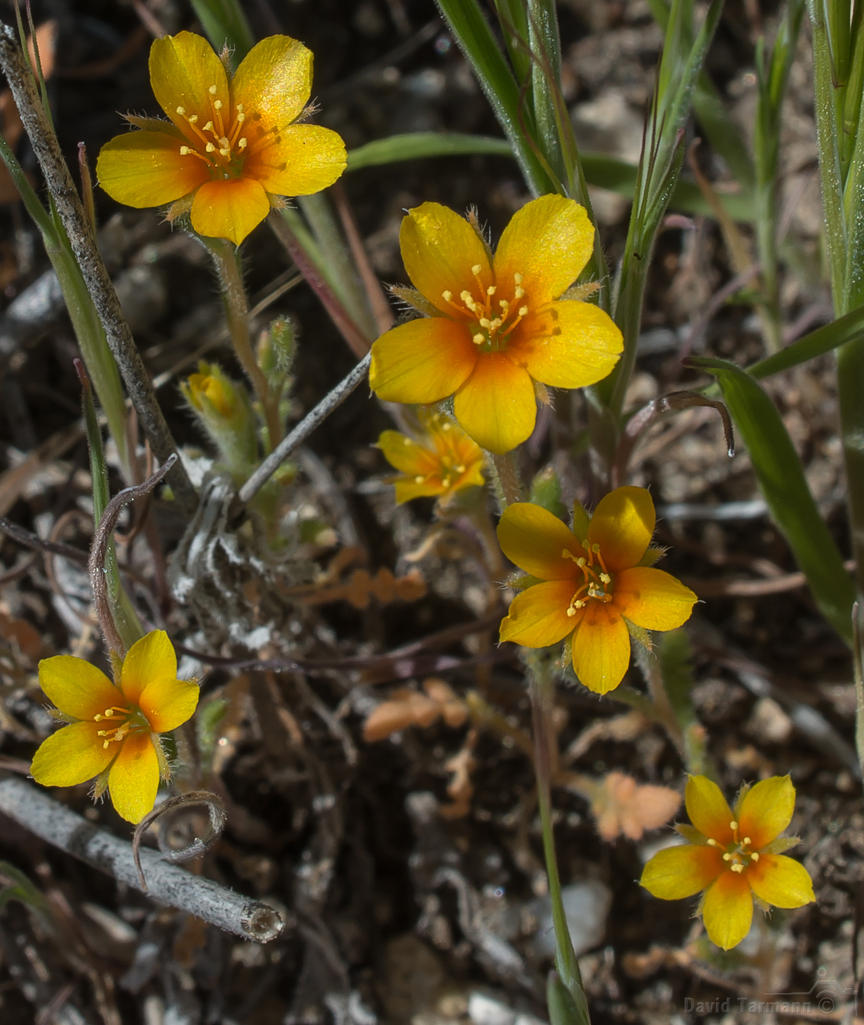 AF Zoom-Nikkor 28-85mm f/3.5-4.5 sample photo. Anza-borrego wild flower photography