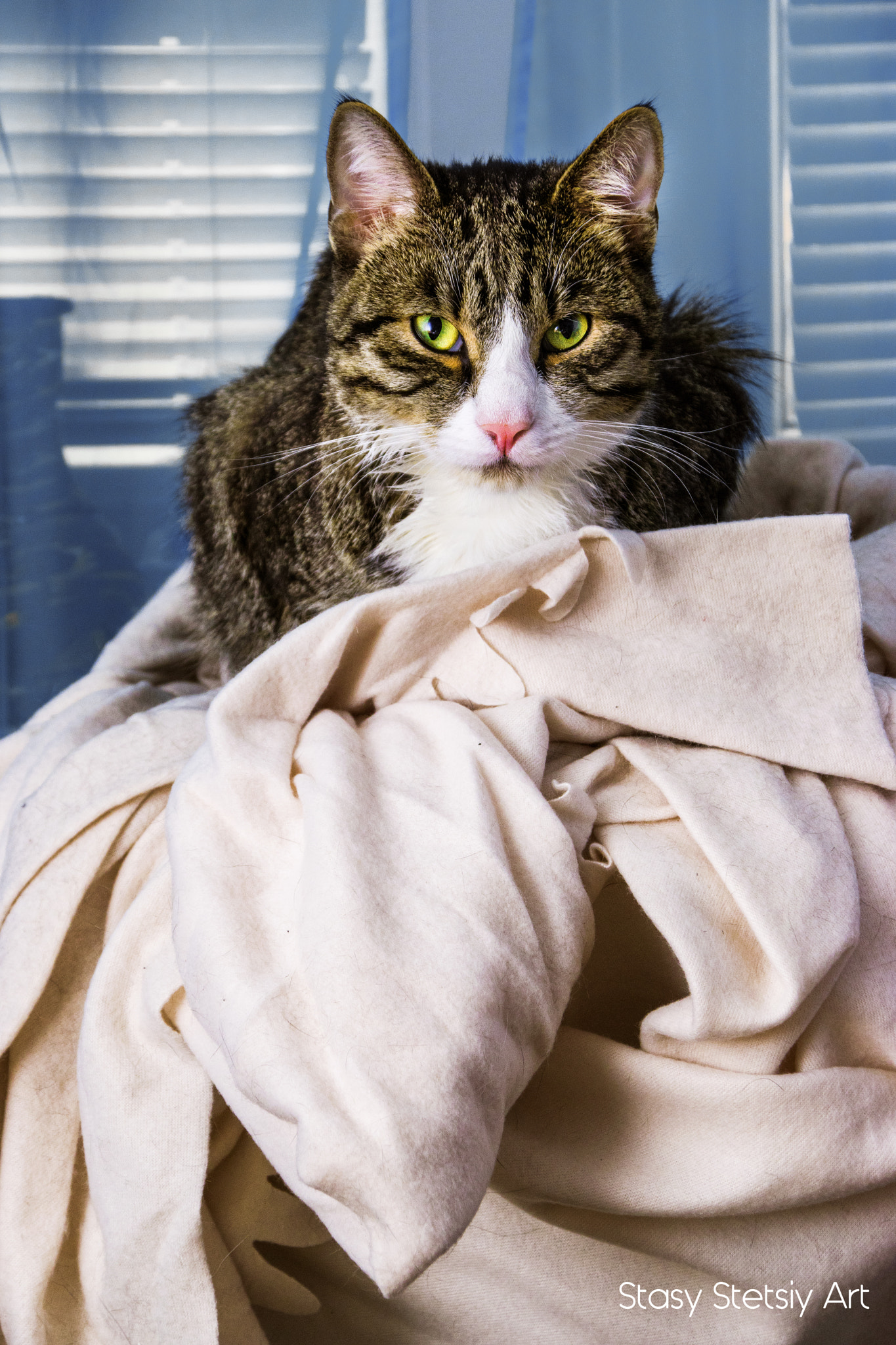 Sigma 28-300mm F3.5-6.3 DG Macro sample photo. My whiskey cat photography