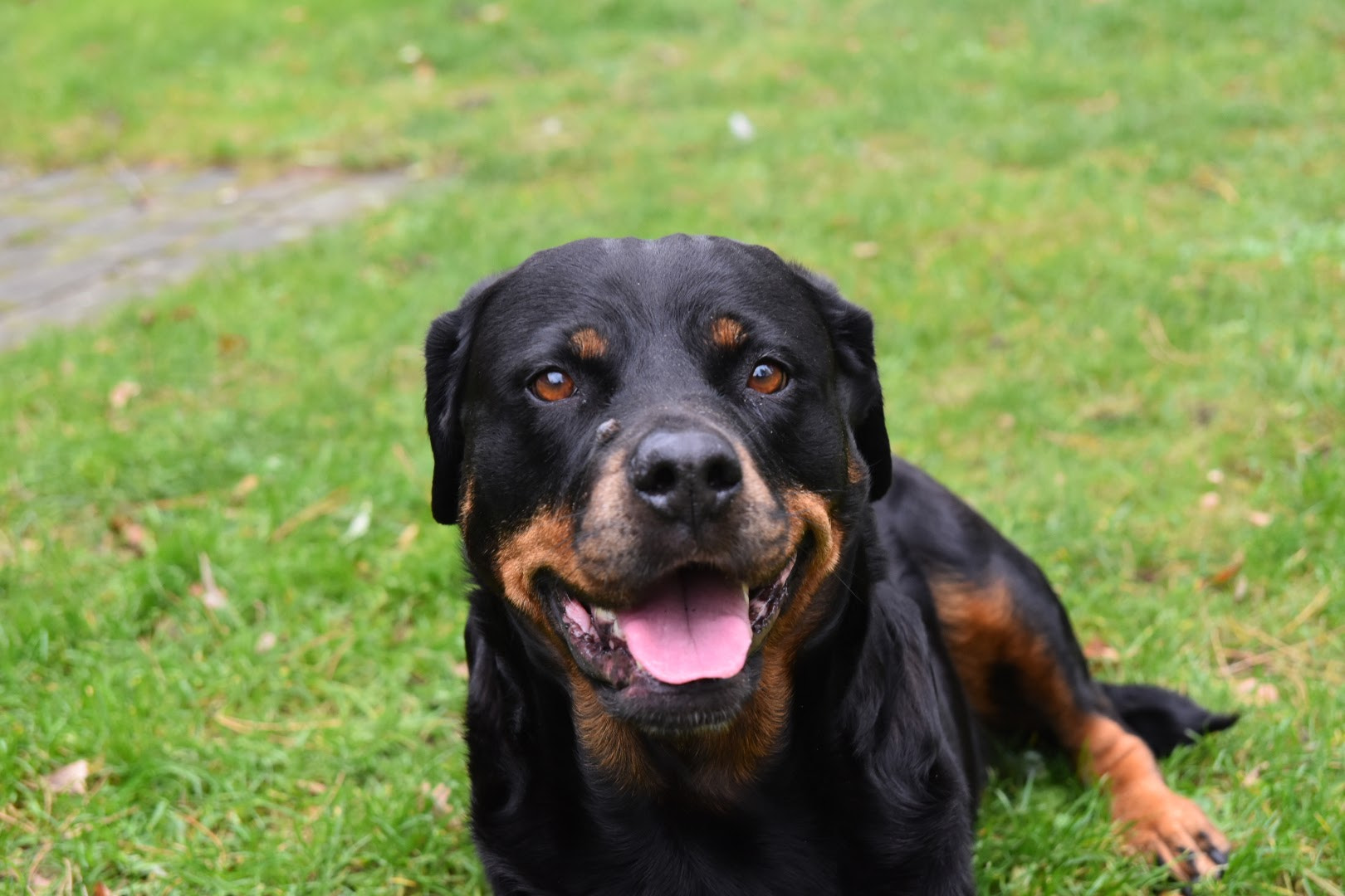 Nikon D7200 sample photo. Daisy the dog photography