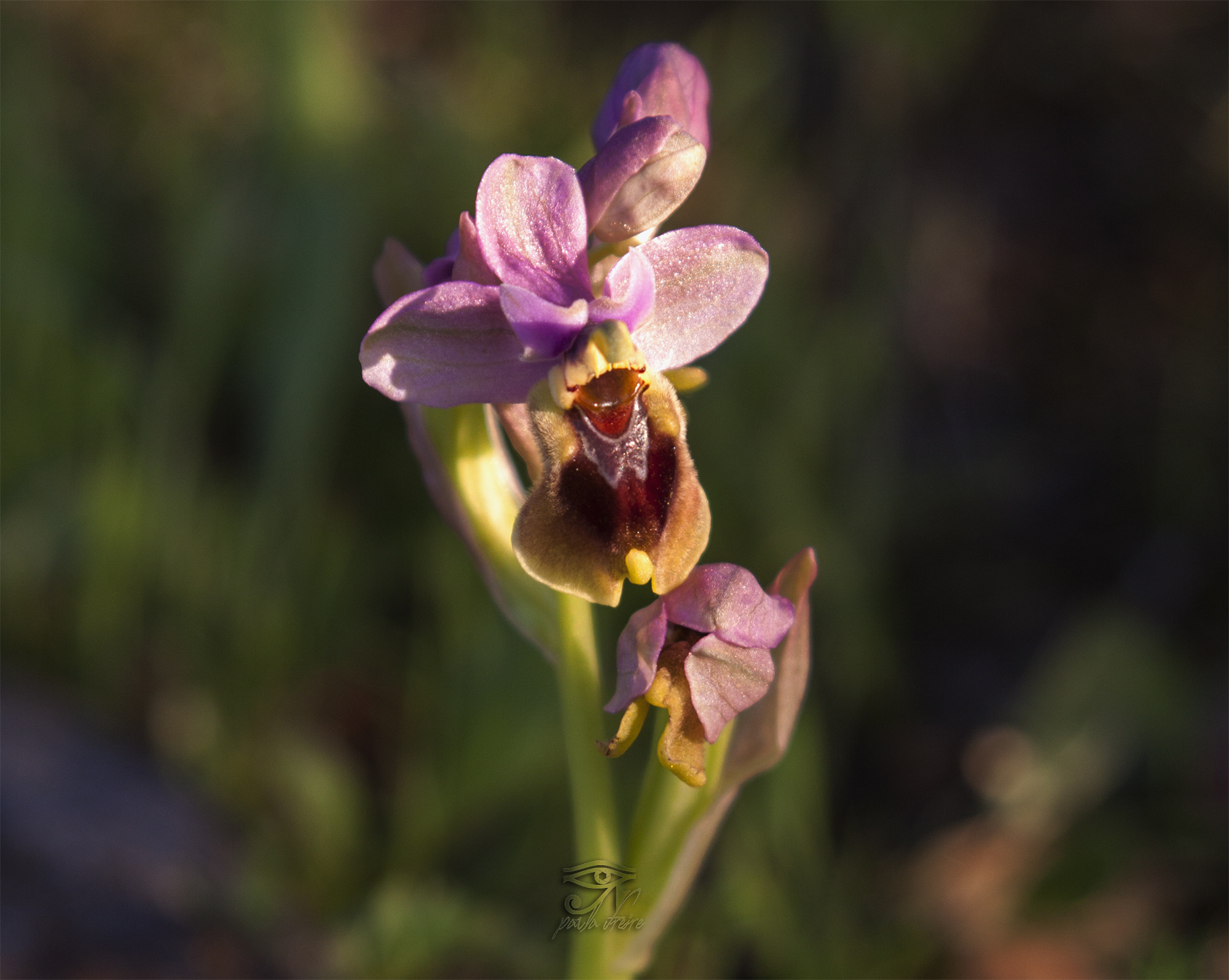 Canon EF 28-105mm f/3.5-4.5 USM sample photo. Orchid photography
