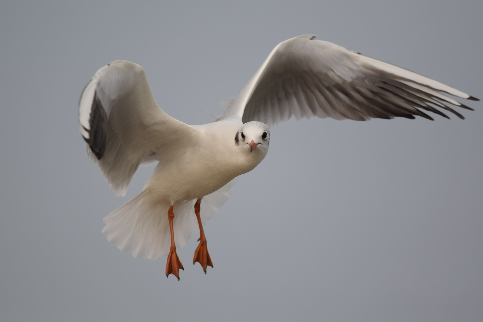 Nikon D5300 sample photo. Black-headed gull. photography