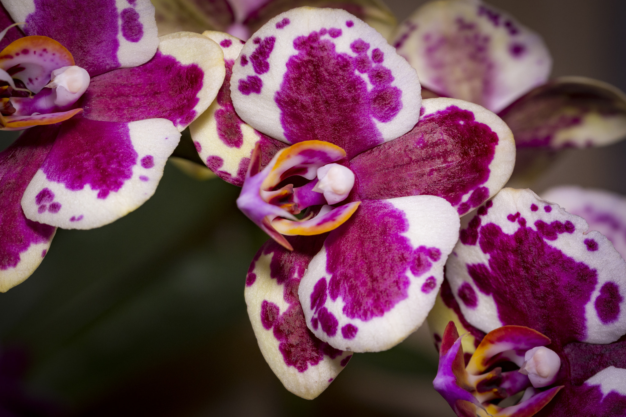 Phalaenopsis hybrid