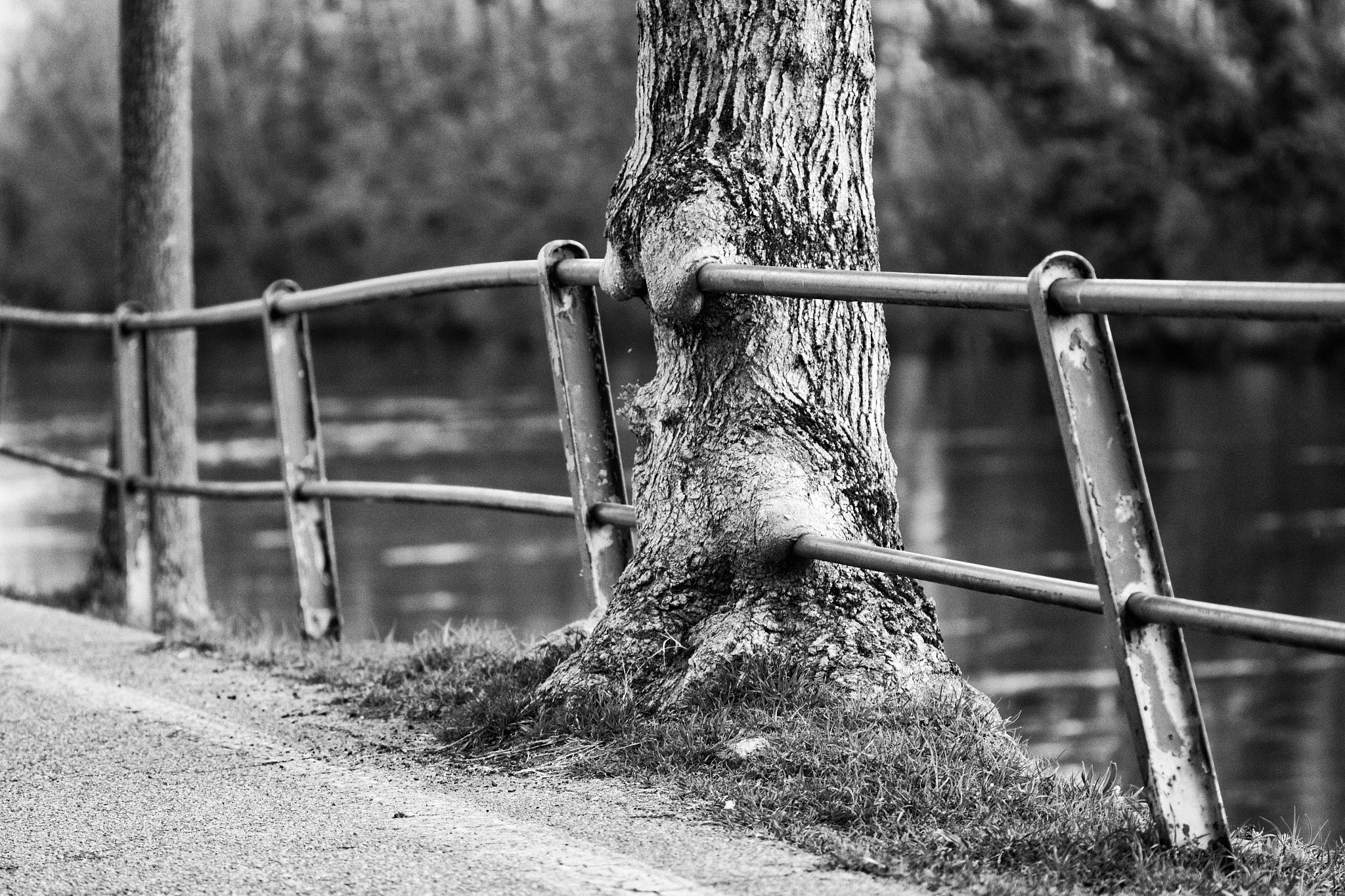 Canon EF 100mm F2.8 Macro USM sample photo. Hungry tree photography