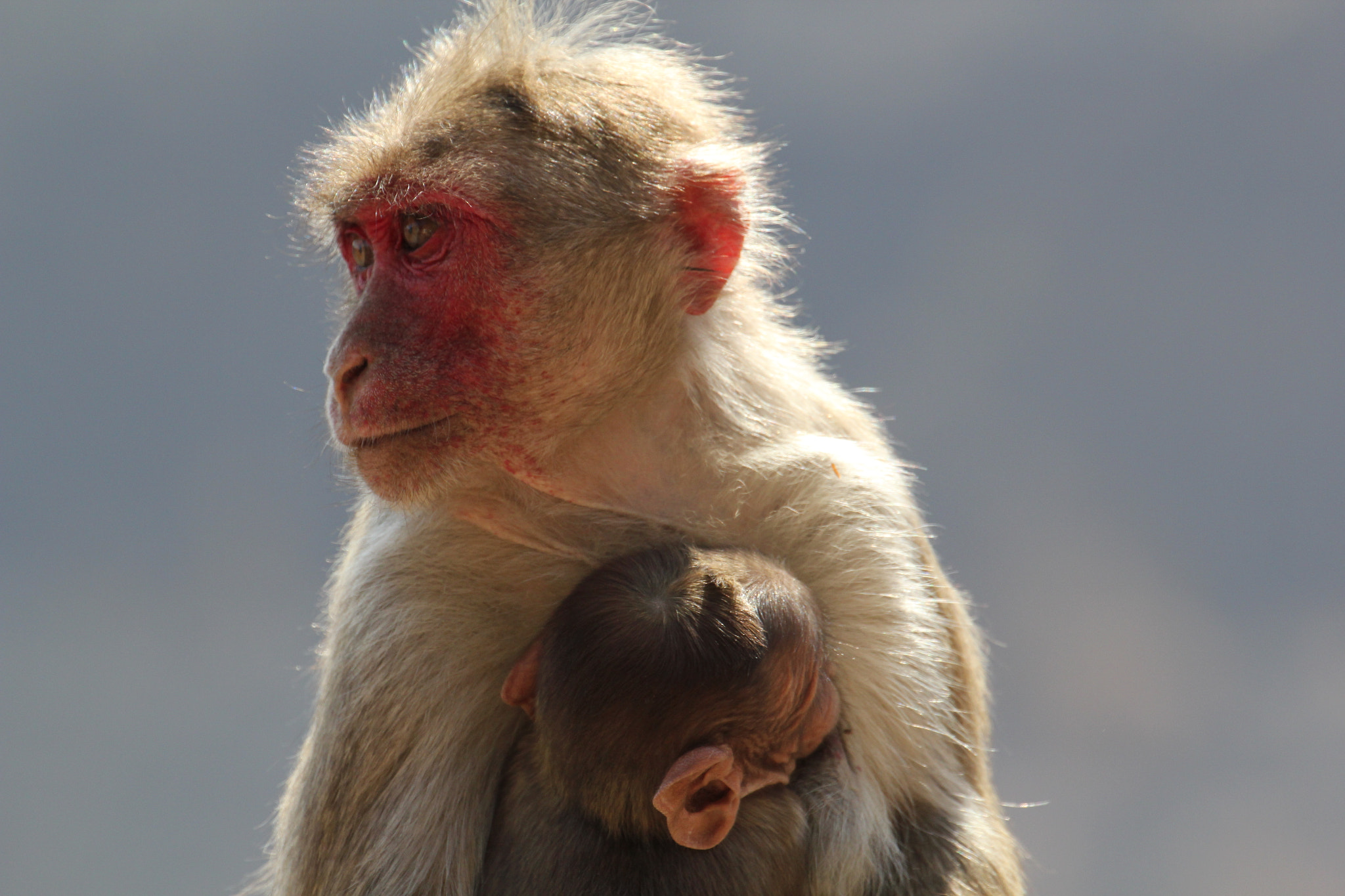 Canon EOS 550D (EOS Rebel T2i / EOS Kiss X4) sample photo. Asian monkey photography