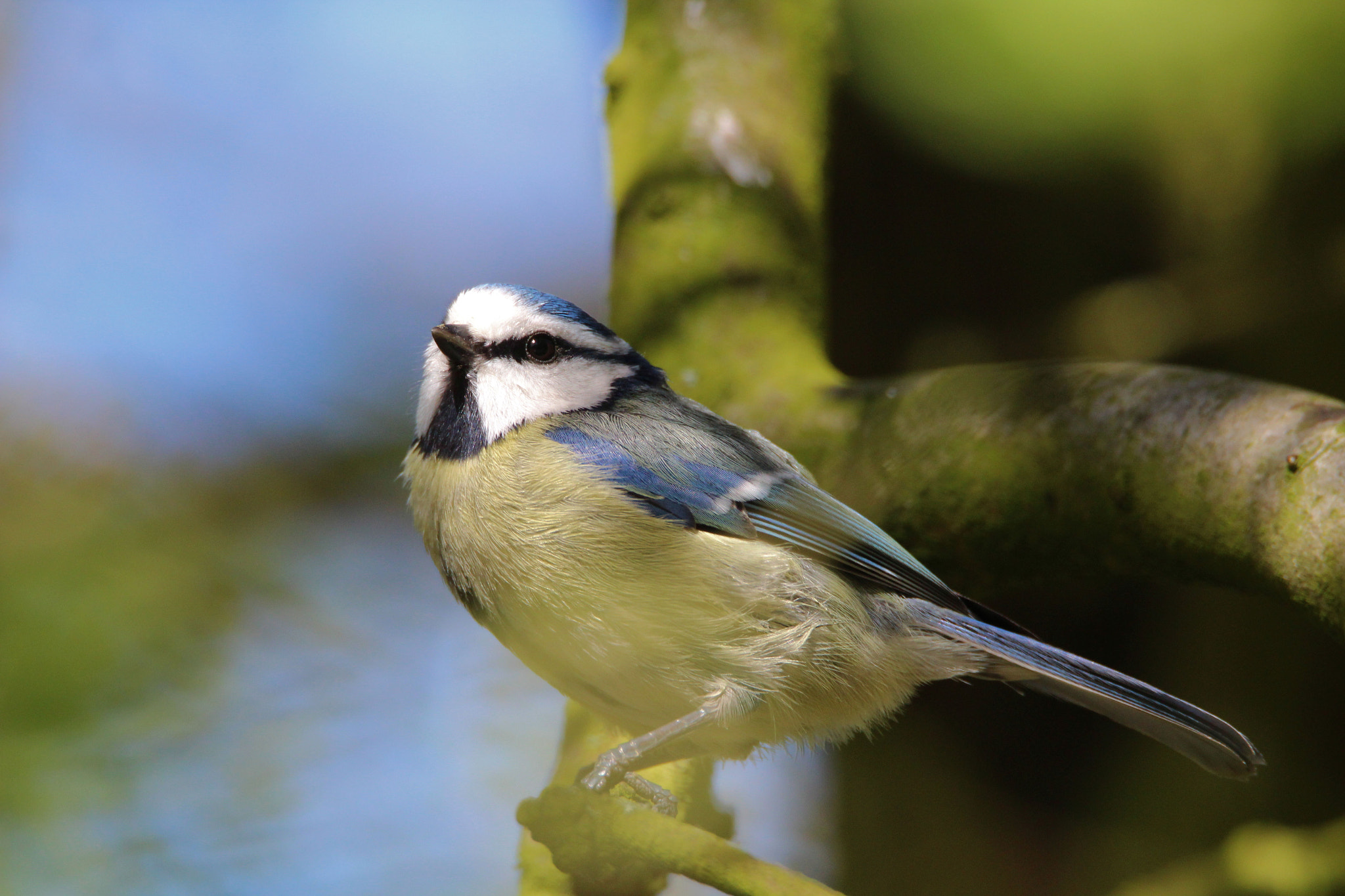 Tamron SP 150-600mm F5-6.3 Di VC USD sample photo. Img photography
