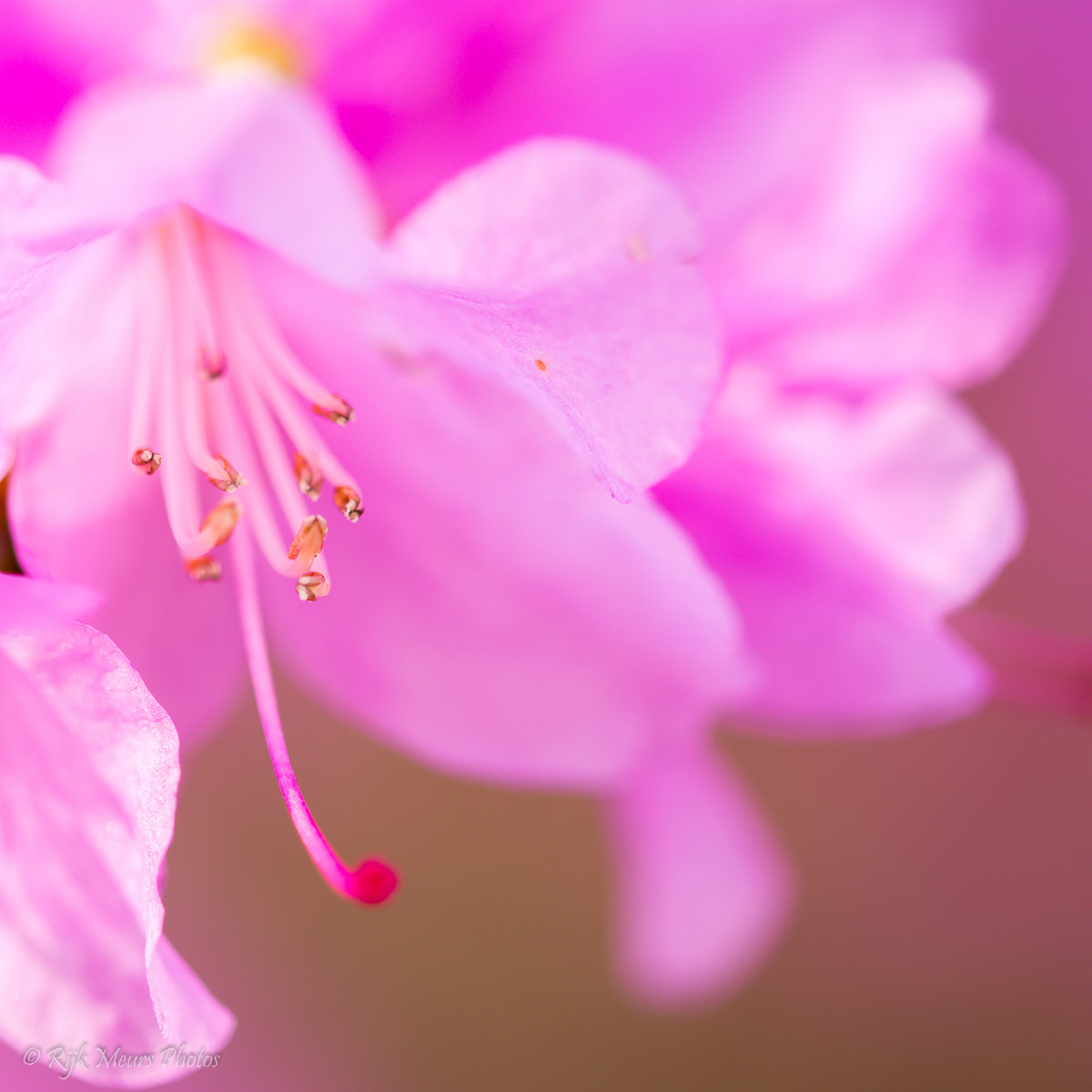 Sigma 105mm F2.8 EX DG OS HSM sample photo. Spring time photography