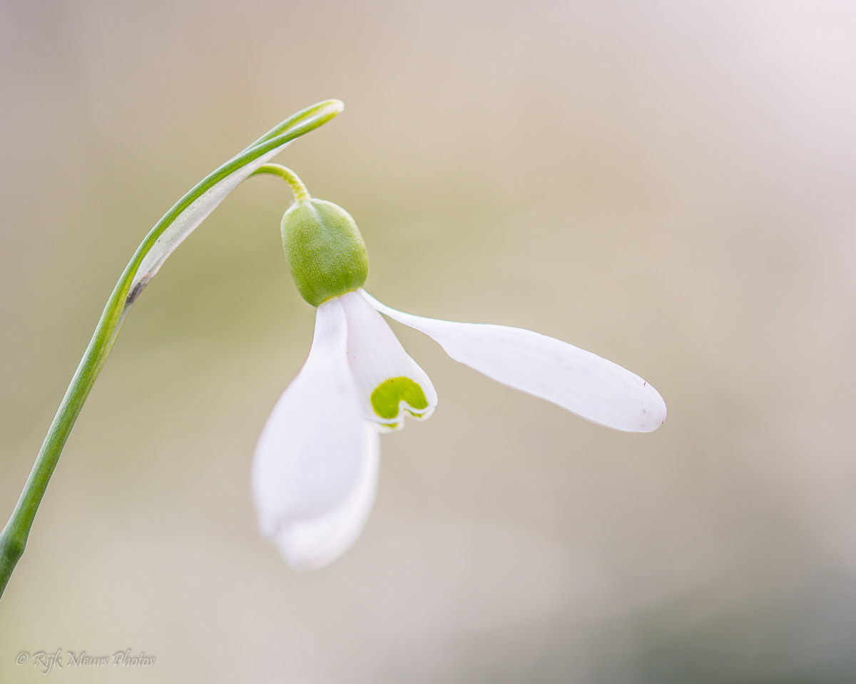 Sigma 105mm F2.8 EX DG OS HSM sample photo. Springtime photography