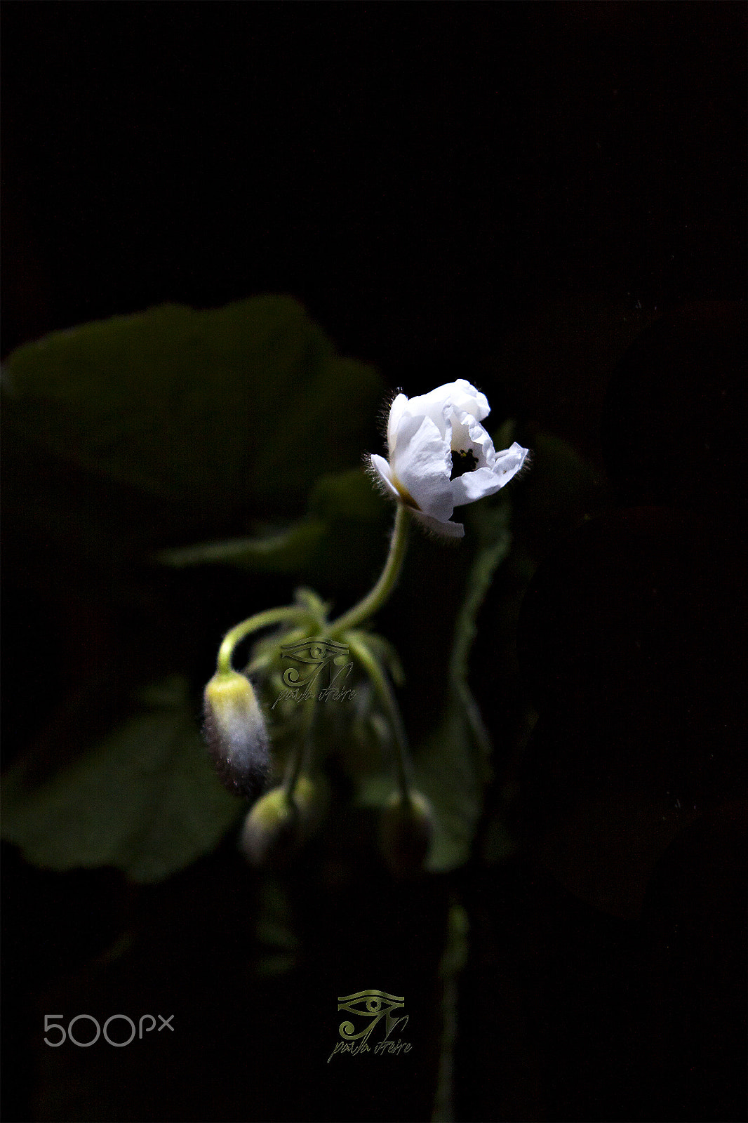 Canon EOS 50D + Canon EF 28-105mm f/3.5-4.5 USM sample photo. White flower photography