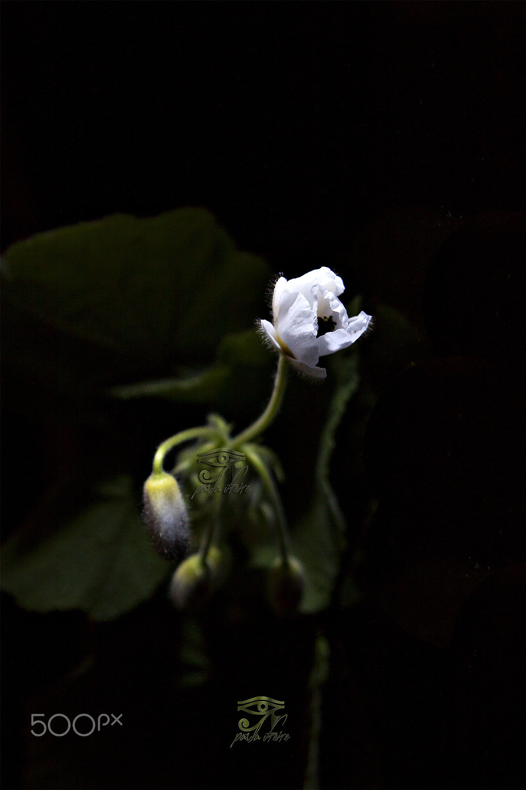 Canon EF 28-105mm f/3.5-4.5 USM sample photo. White flower photography