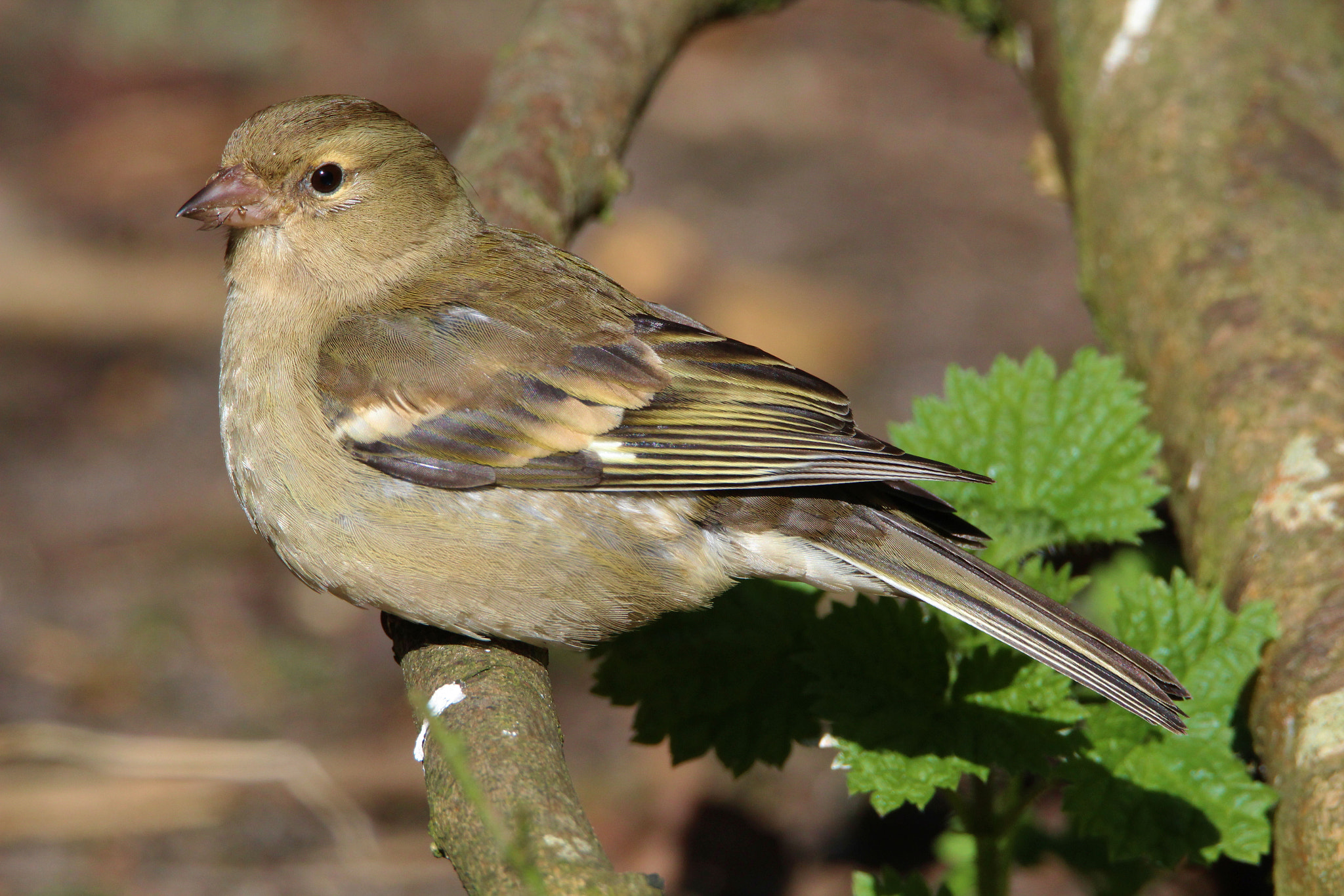 Tamron SP 150-600mm F5-6.3 Di VC USD sample photo. Img photography