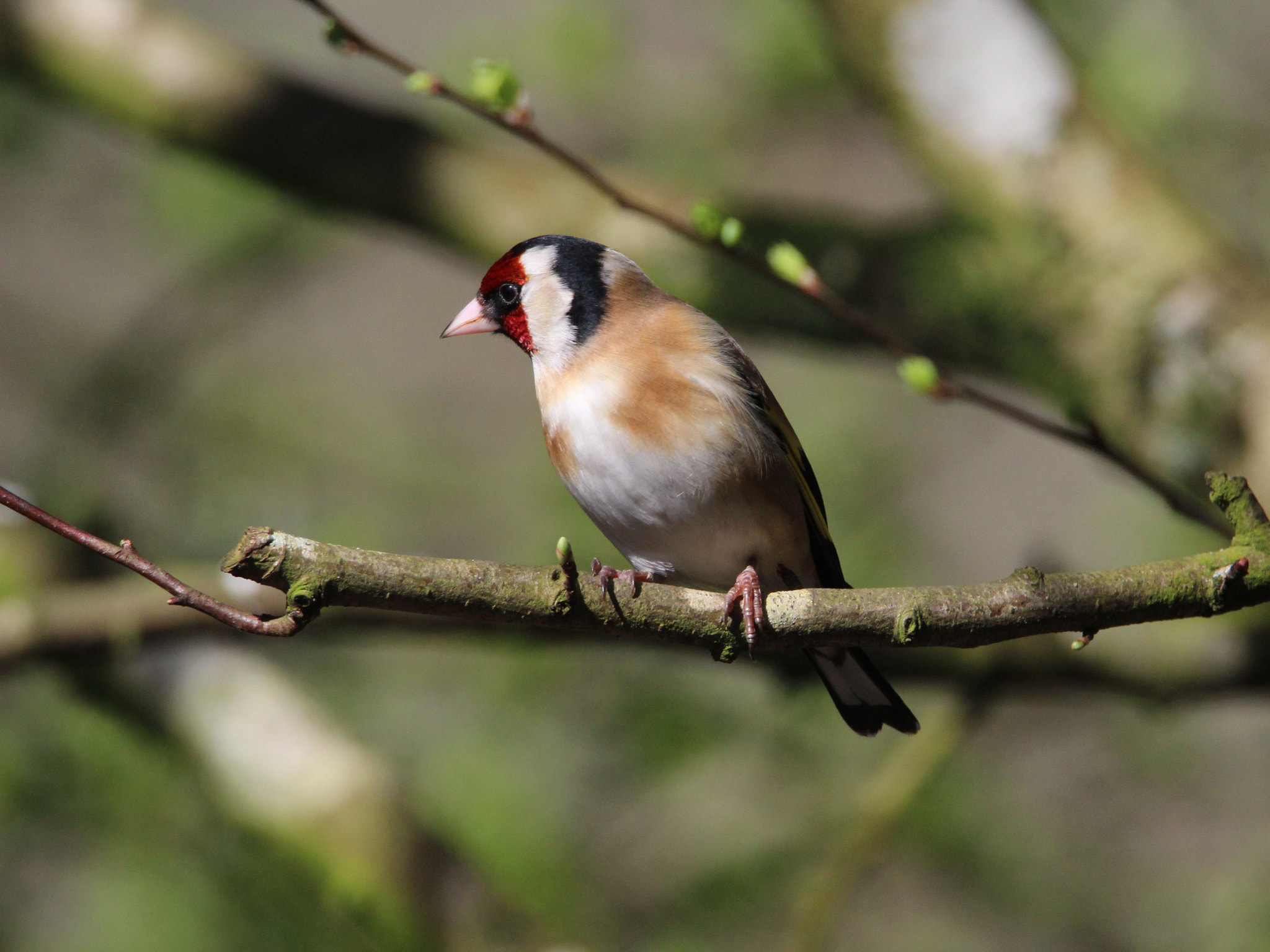 Tamron SP 150-600mm F5-6.3 Di VC USD sample photo. Img photography