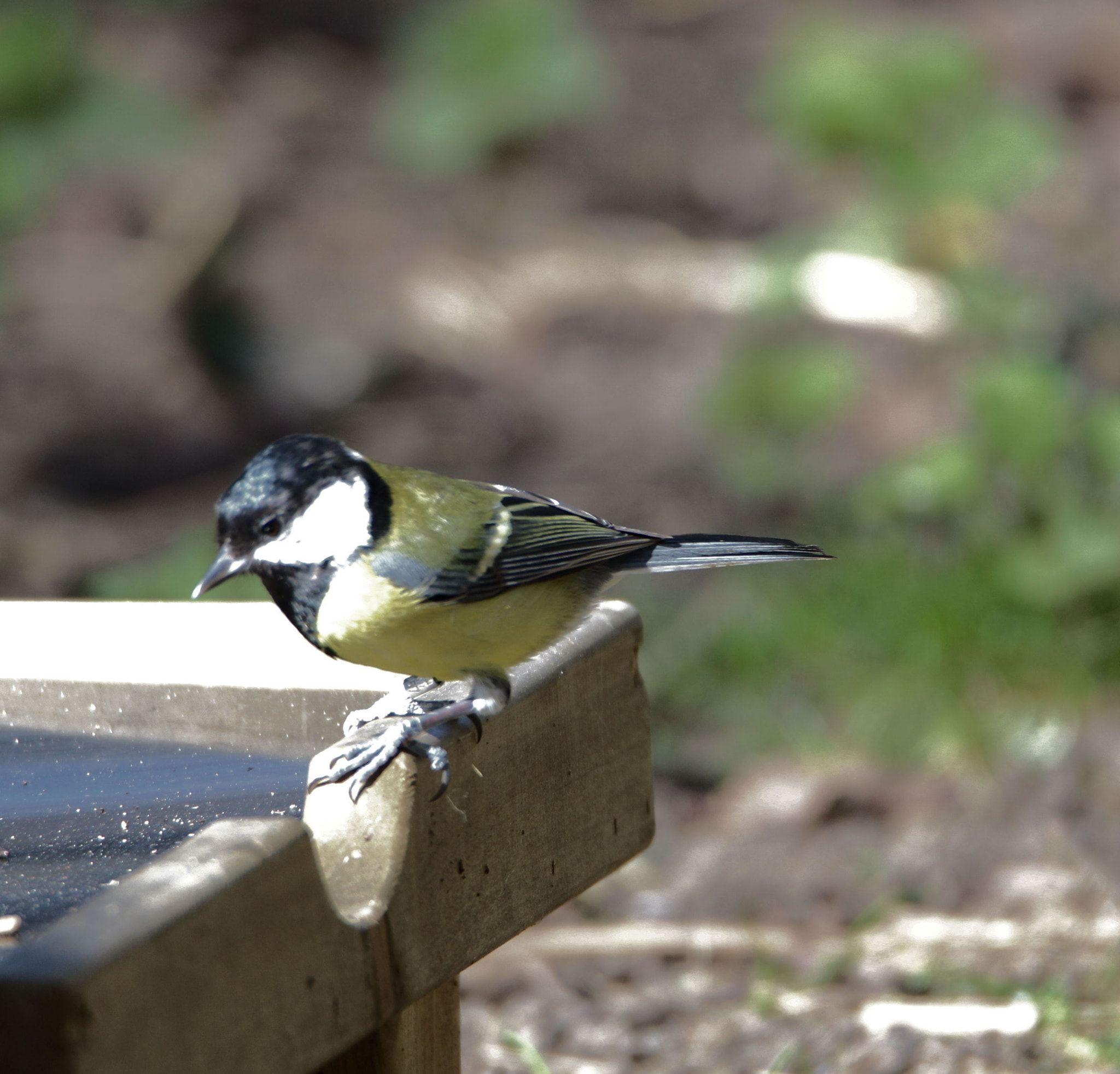 Tamron SP 150-600mm F5-6.3 Di VC USD sample photo. Img photography