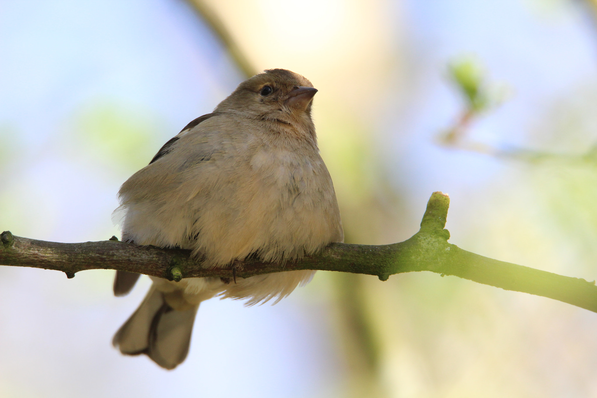 Tamron SP 150-600mm F5-6.3 Di VC USD sample photo. Img photography