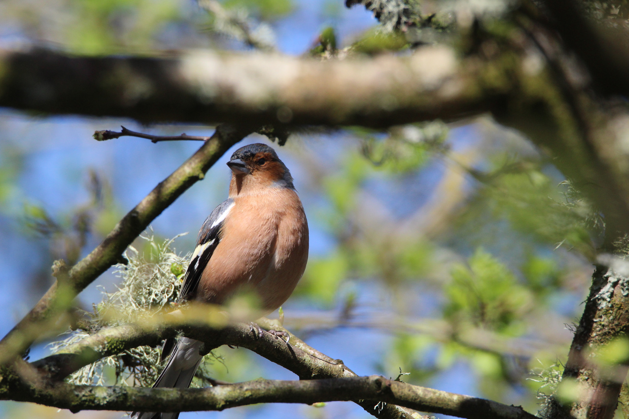 Tamron SP 150-600mm F5-6.3 Di VC USD sample photo. Img photography
