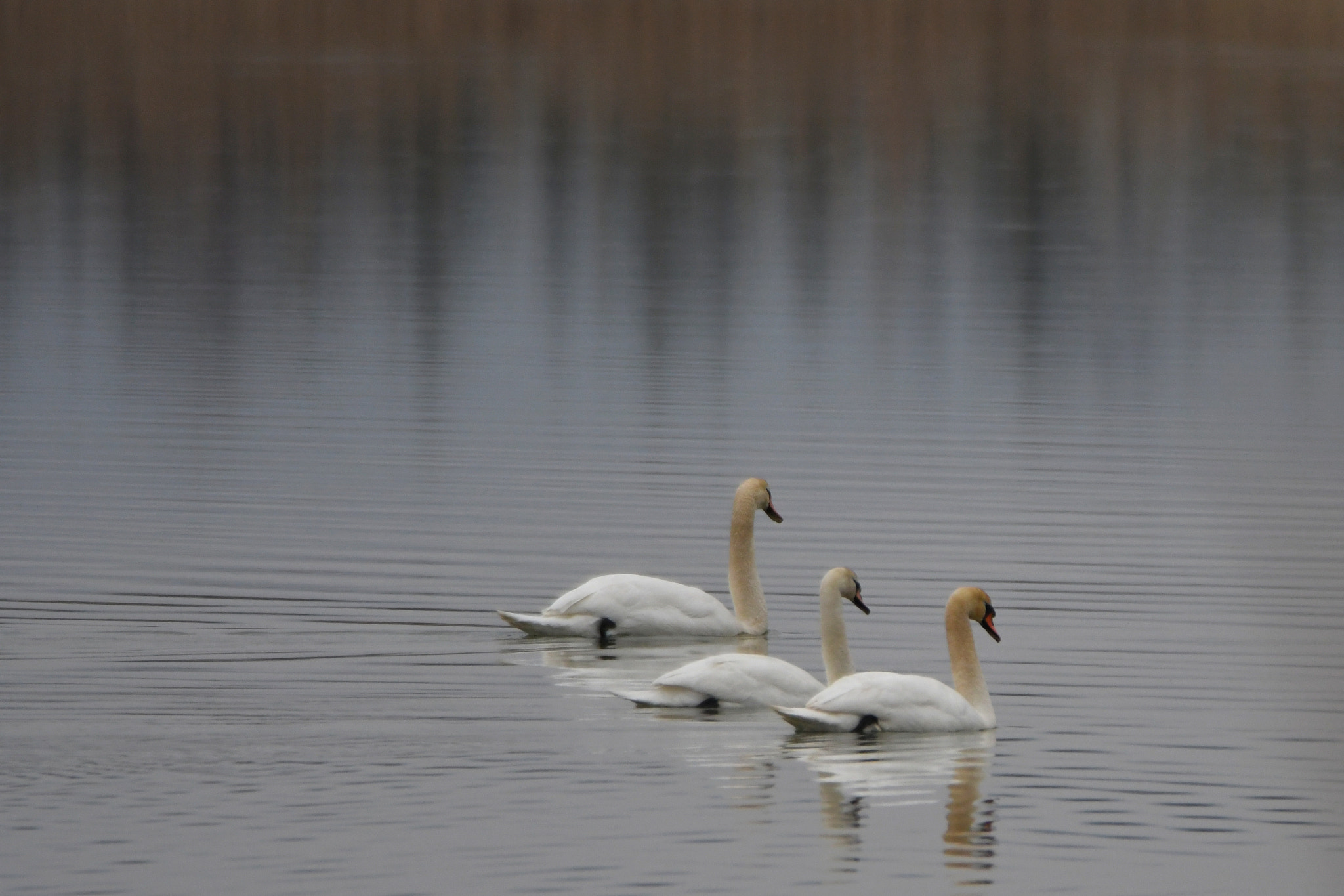 Nikon D500 sample photo. Mute swan (cygnus olor) photography