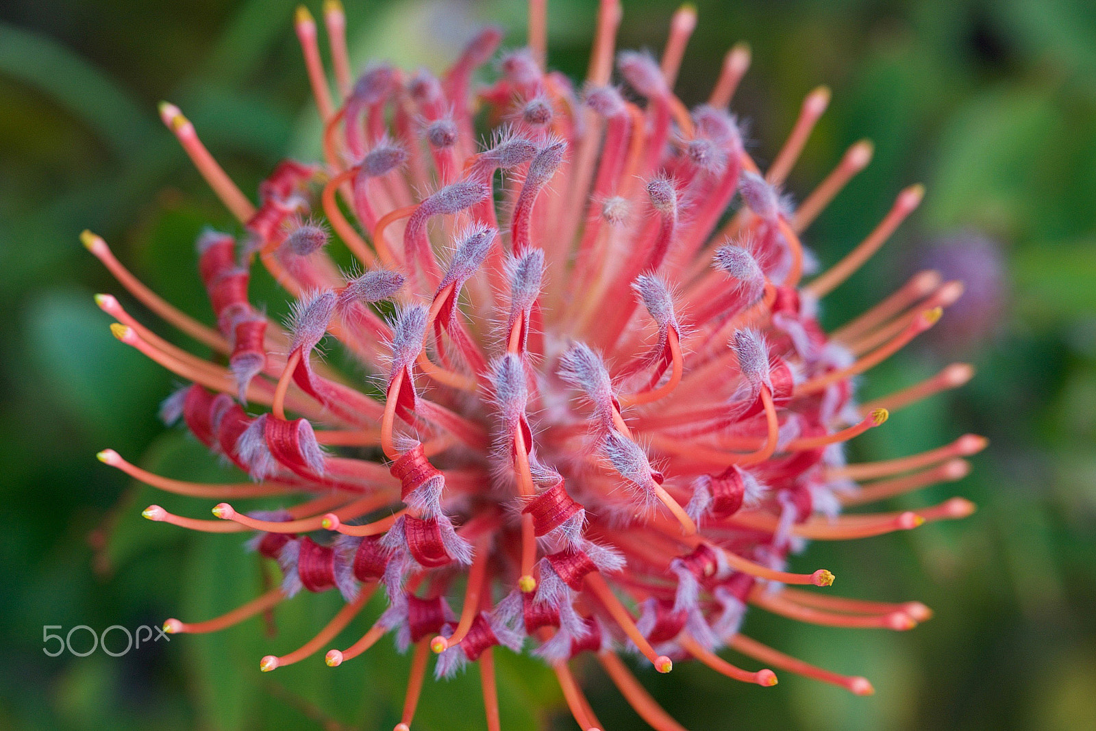 Sony a7S II + Sony FE 90mm F2.8 Macro G OSS sample photo. It's all been said photography