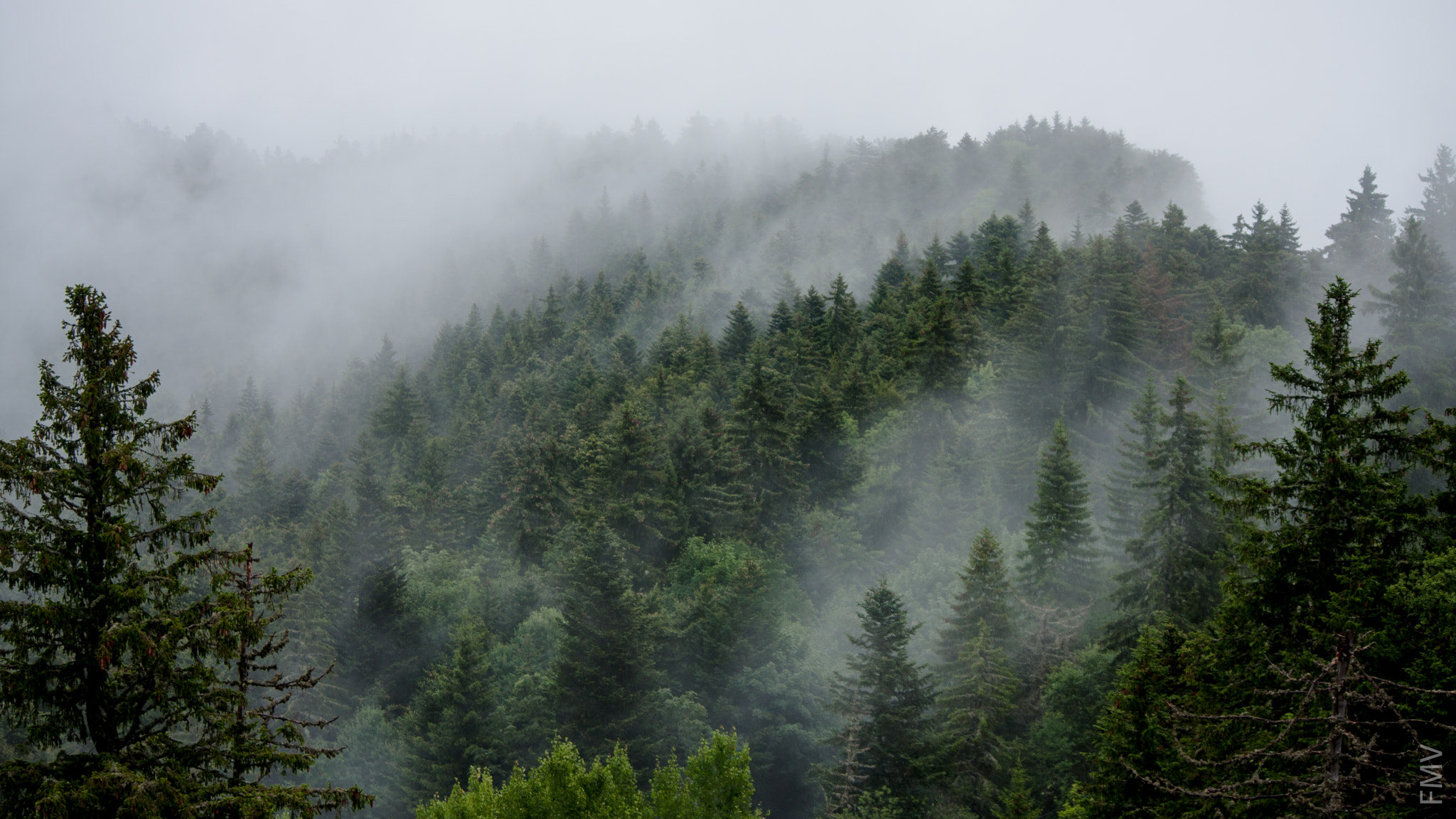 Canon EF-S 55-250mm F4-5.6 IS sample photo. Forest photography