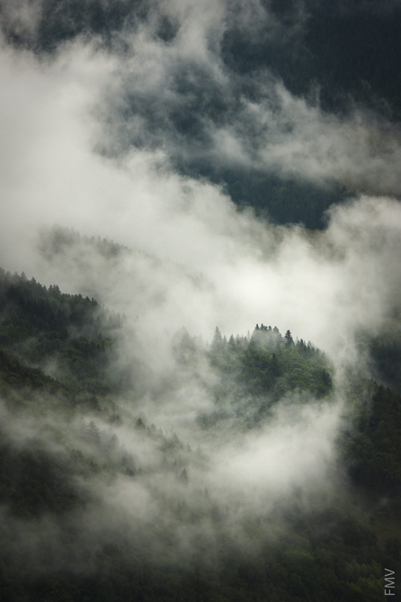 Canon EF-S 55-250mm F4-5.6 IS sample photo. Forest photography