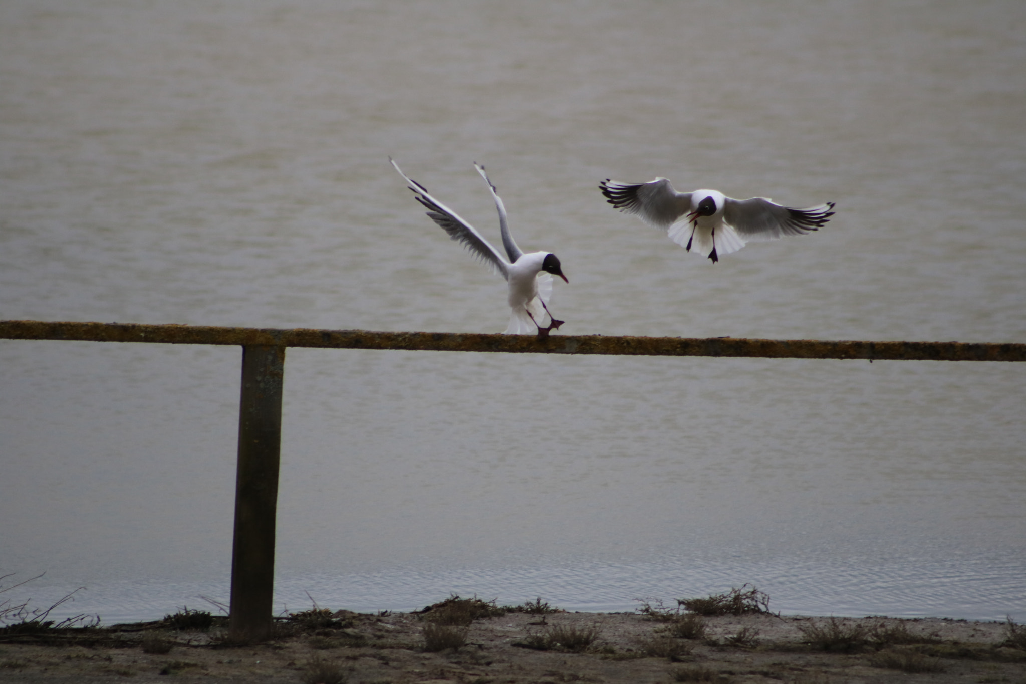 Canon EOS 760D (EOS Rebel T6s / EOS 8000D) sample photo. Gulls in flight photography