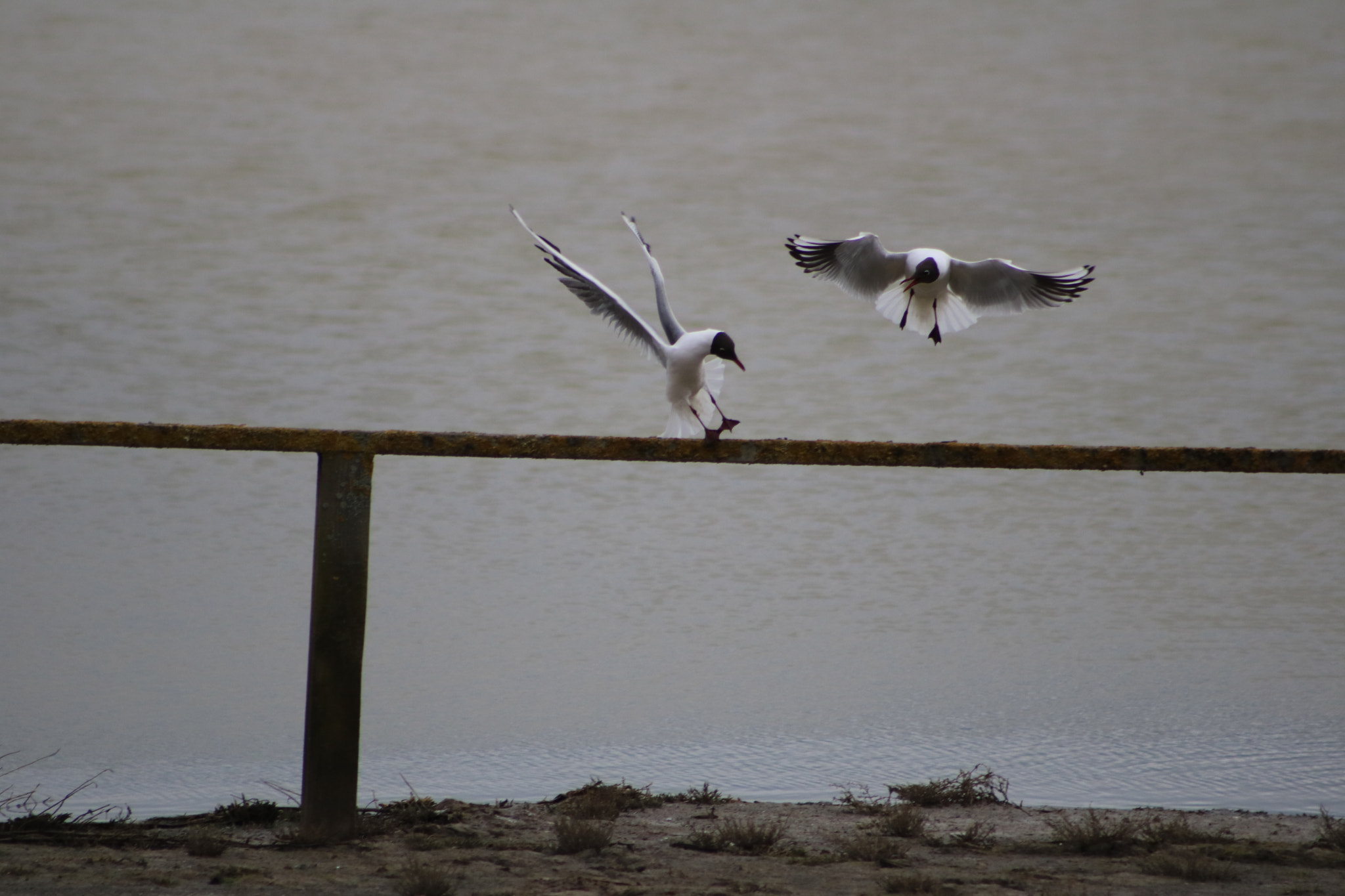 Canon EOS 760D (EOS Rebel T6s / EOS 8000D) + EF75-300mm f/4-5.6 sample photo. Gulls in flight photography