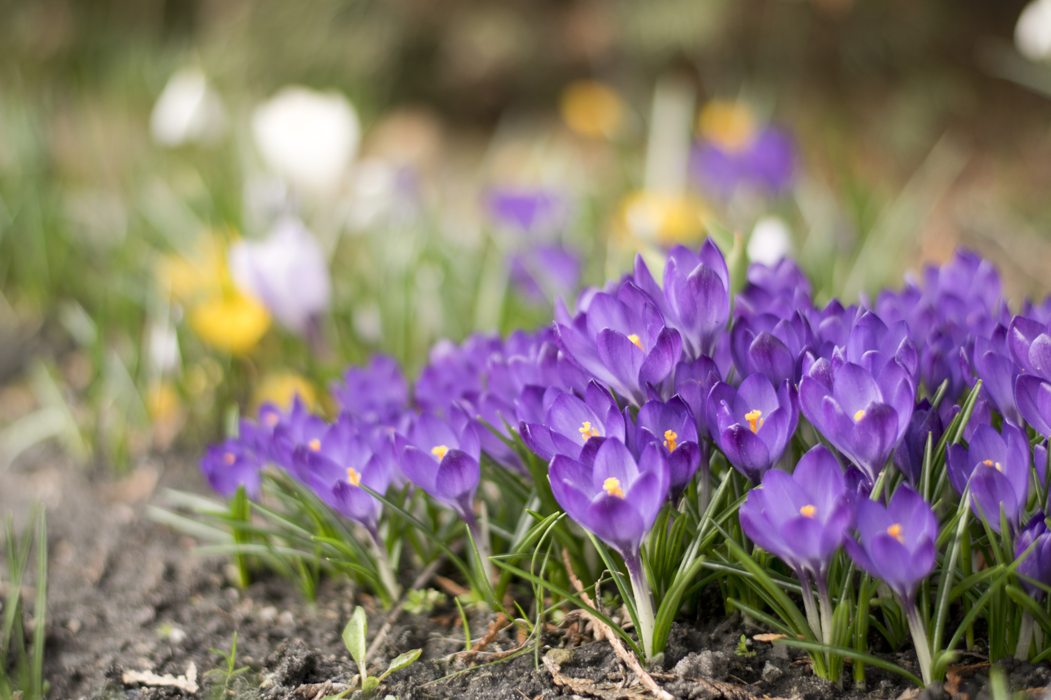 Nikon D5300 + AF Nikkor 70-210mm f/4-5.6D sample photo. Garden photography