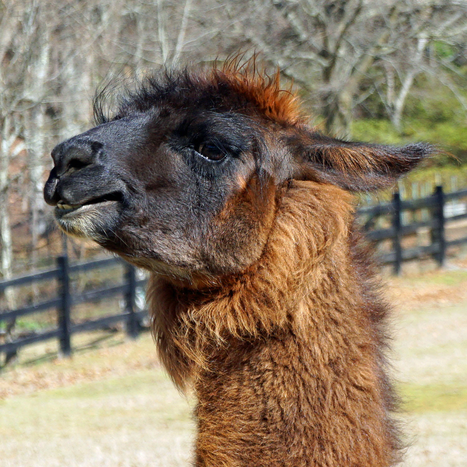Sony a6000 sample photo. Portrait of a llama photography