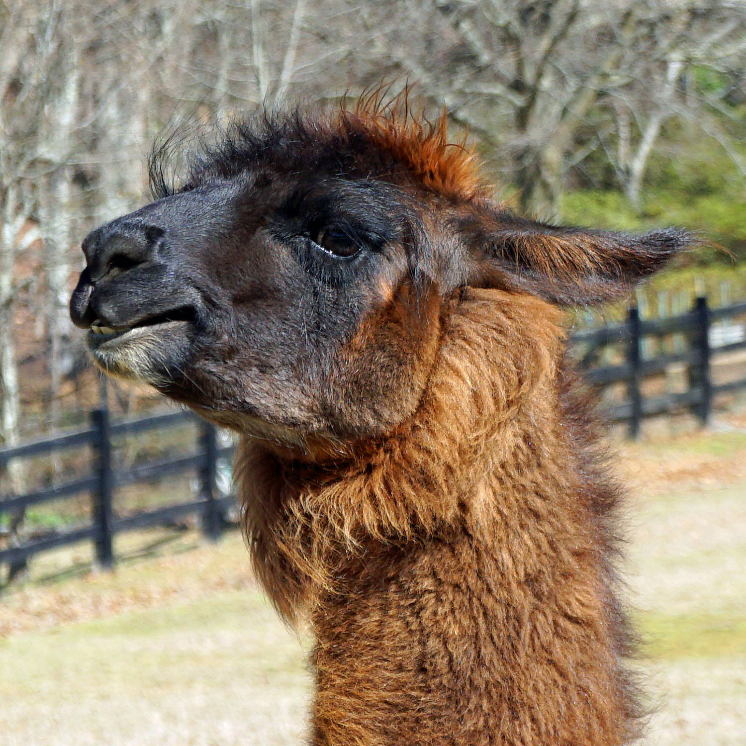 Sony a6000 + Sony E 18-55mm F3.5-5.6 OSS sample photo. Portrait of a llama photography